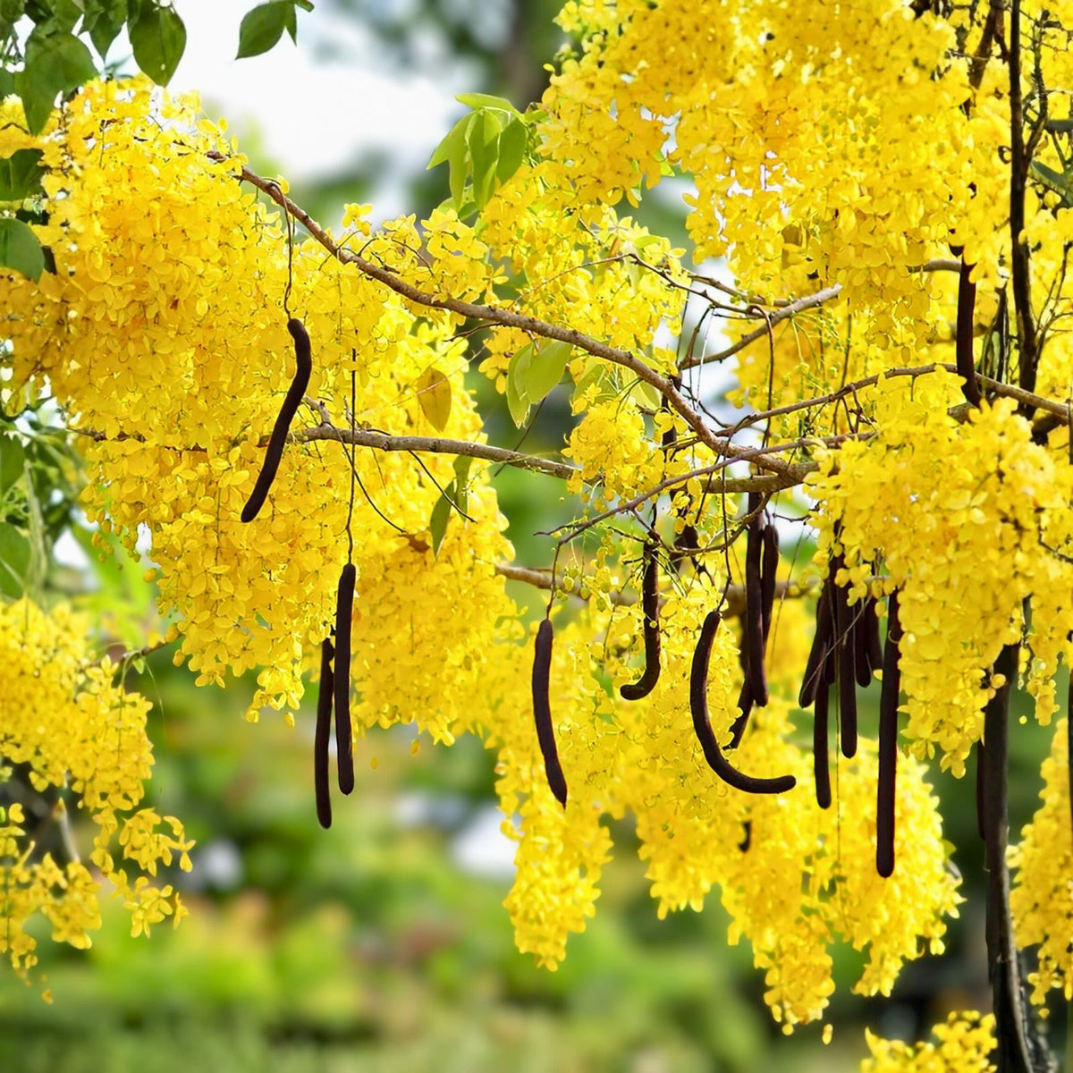 Golden Shower Tree Seeds - 5 or 10 Seeds - Cassia Fistula - Yellow Tropical Flower - Fresh & Viable