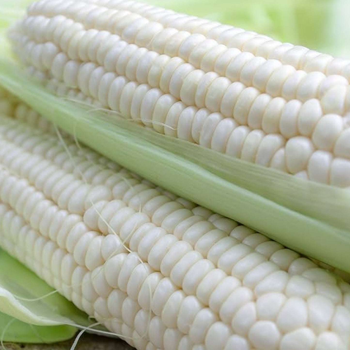 White Corn Seeds for Planting, 75 Count, Zea mays, Non-GMO Organic Gardening, Home Farming Supplies