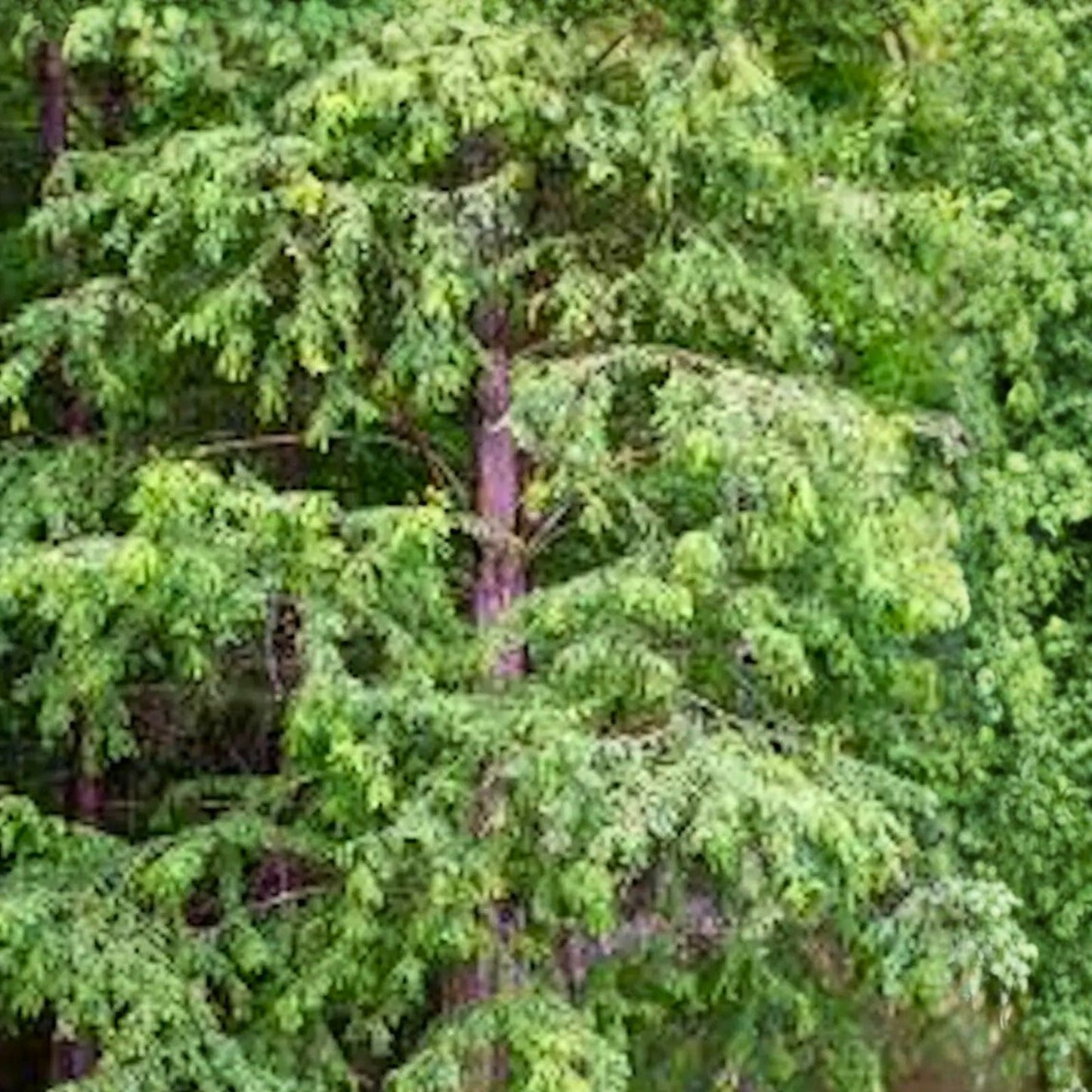 Bald Cypress Tree 12-24in Tall Deciduous Conifer Taxodium distichum Southern Native