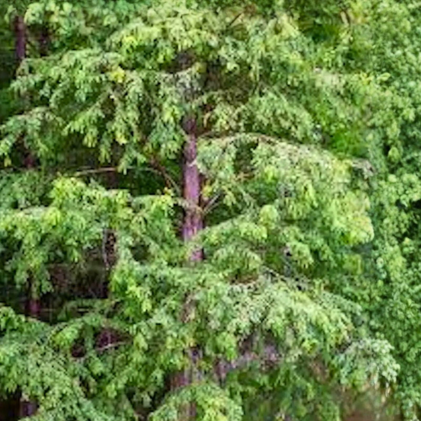 Bald Cypress Tree 12-24in Tall Deciduous Conifer Taxodium distichum Southern Native