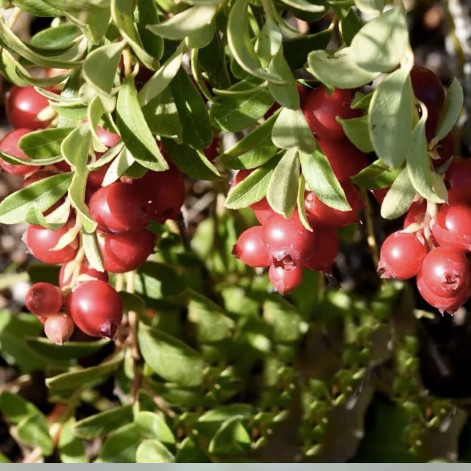 American Cranberry Bush Seeds 100 Pack Vaccinium macrocarpon for Planting, Home Gardens, Landscaping