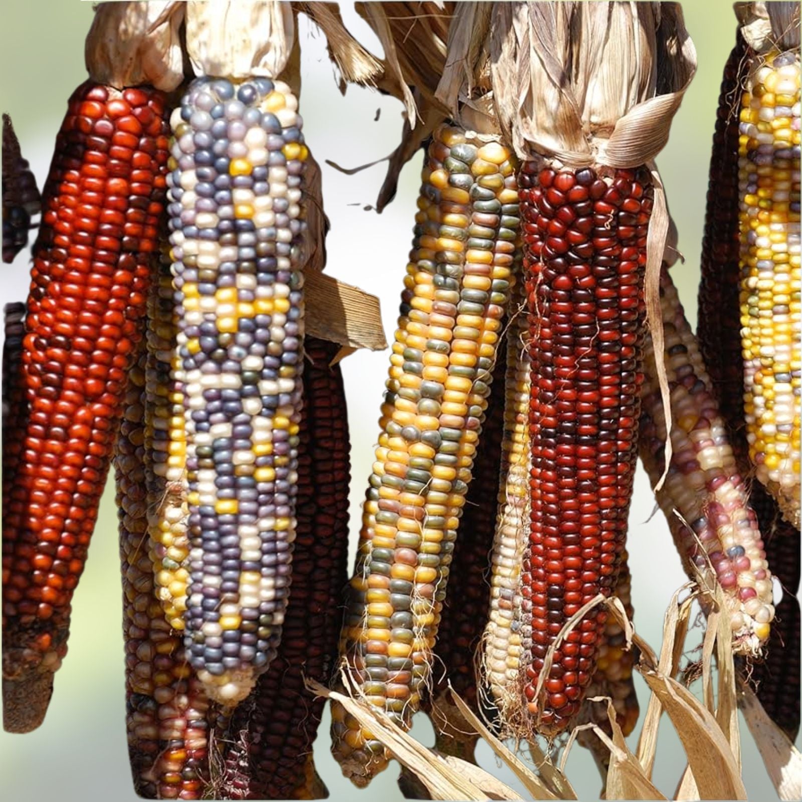 Indian Corn Seeds 40 Pack, Glass Gem Variety, Vibrant Multi-Color Zea mays for Planting, Decorative Corn Seeds