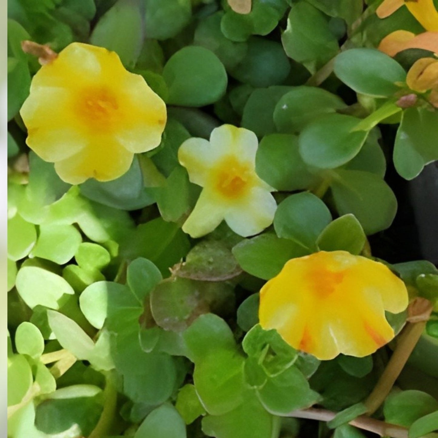 Lemon Twist Portulaca Oleracea Succulent - Colorful Purslane Plant - US Seller
