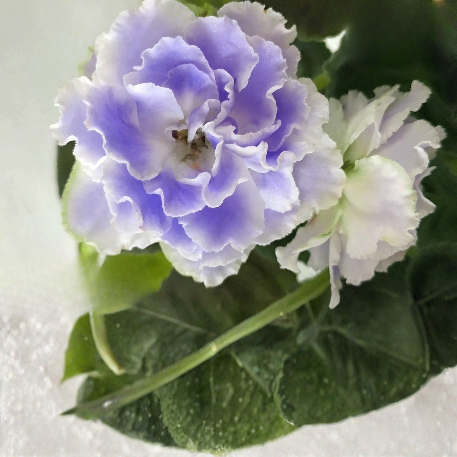 African Violet Fresh Cut Unrooted Leaves 2 Pack, RS Aquamarine, Saintpaulia ionantha, Indoor Plant Cutting, Flowering Houseplant