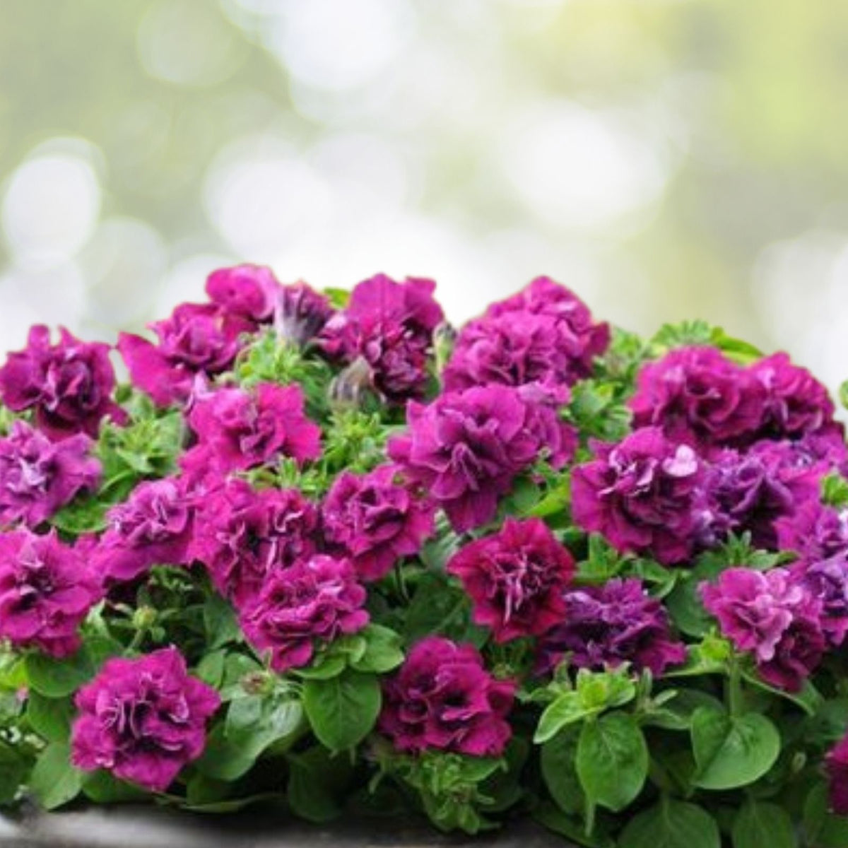 Double Plum Paradise Petunia Seeds Bulk 1000+ Perennial Flower Seeds High Germination Rate Petunia hybrida