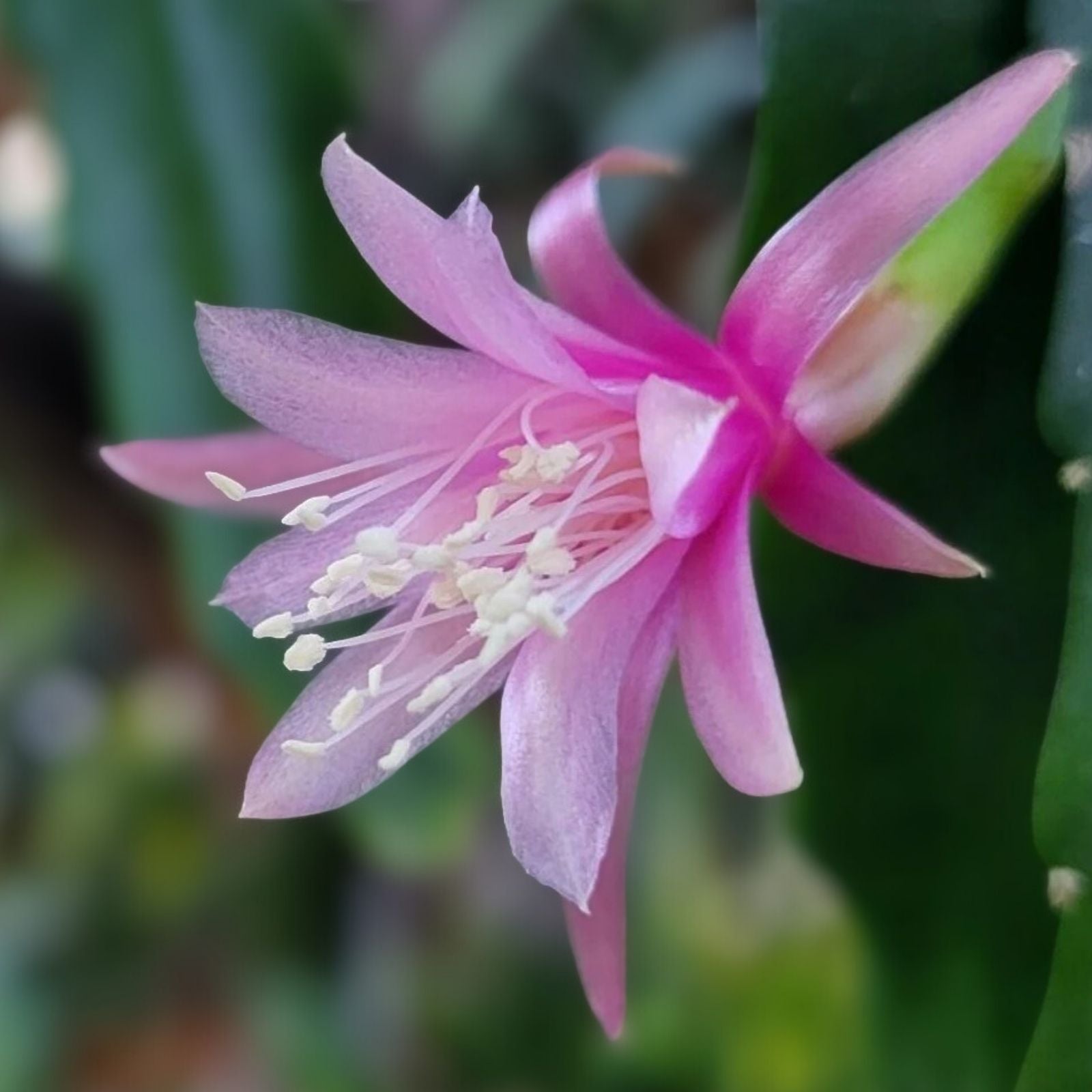 Epiphyllum Cuttings 8-10 Inches Felcino Filou Exotic Cactus Propagation Unrooted Plant Material