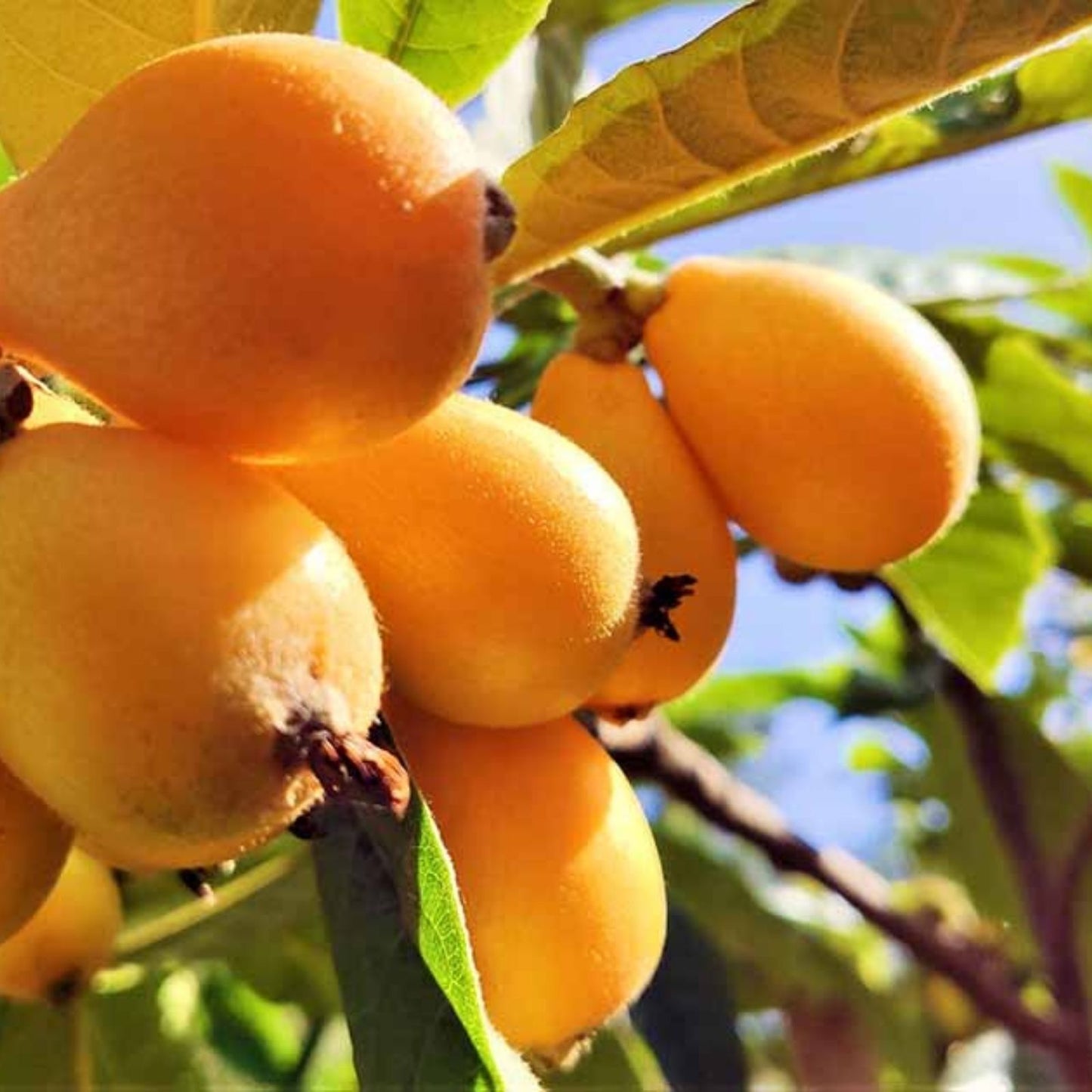 Loquat Scions for Grafting, Vista White Variety, 3 Cuttings, Sweet Loquat, Eriobotrya japonica