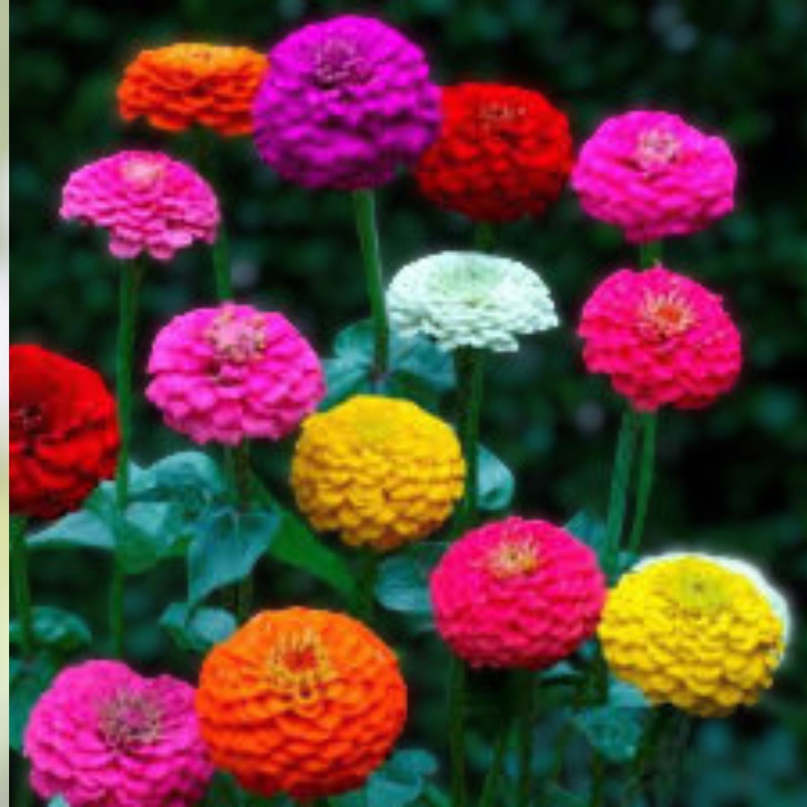 Lilliput Zinnia Mix Seeds - Organic Flower Seeds for Garden, Colorful Zinnia elegans, USA Grown, Garden Flower Seeds
