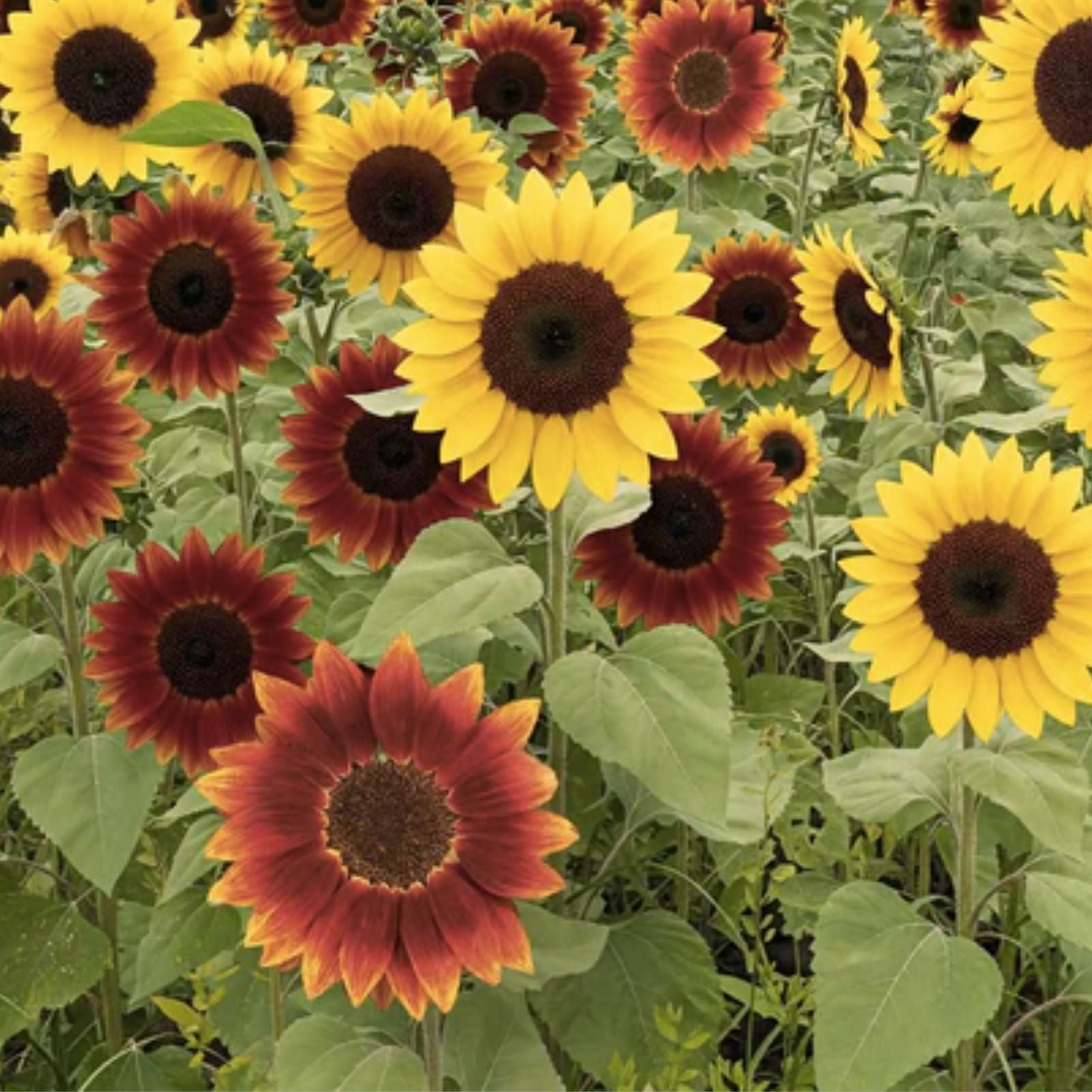 Mardi Gras Mix Sunflower Seeds 50 Count - Colorful Blooms for Planting - Hummingbird & Butterfly Attraction - Helianthus annuus