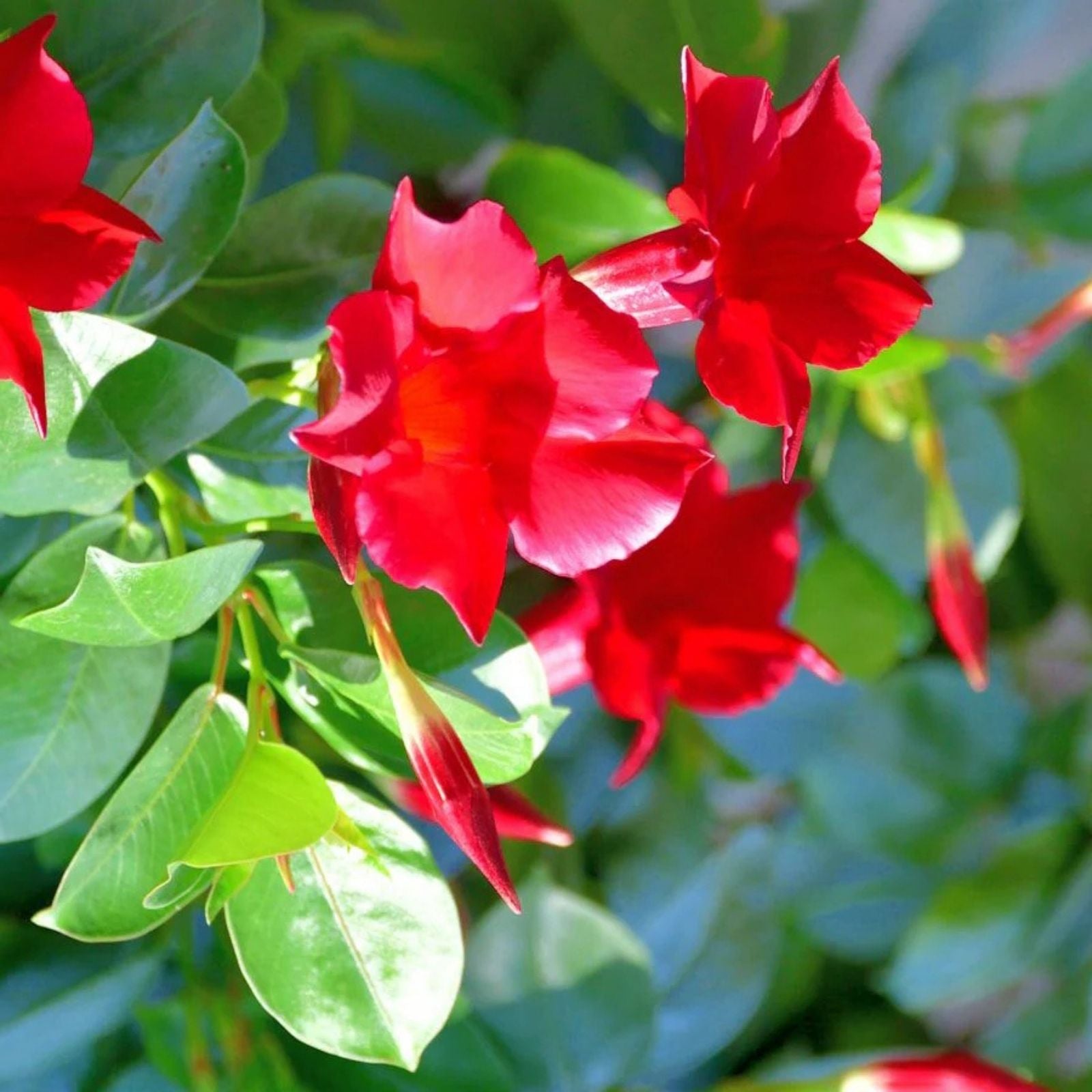 Red Mandevilla Vine Cuttings - 2 Pieces with Root Sprouts - Mandevilla sanderi - Tropical Climbing Plant for Garden and Patio