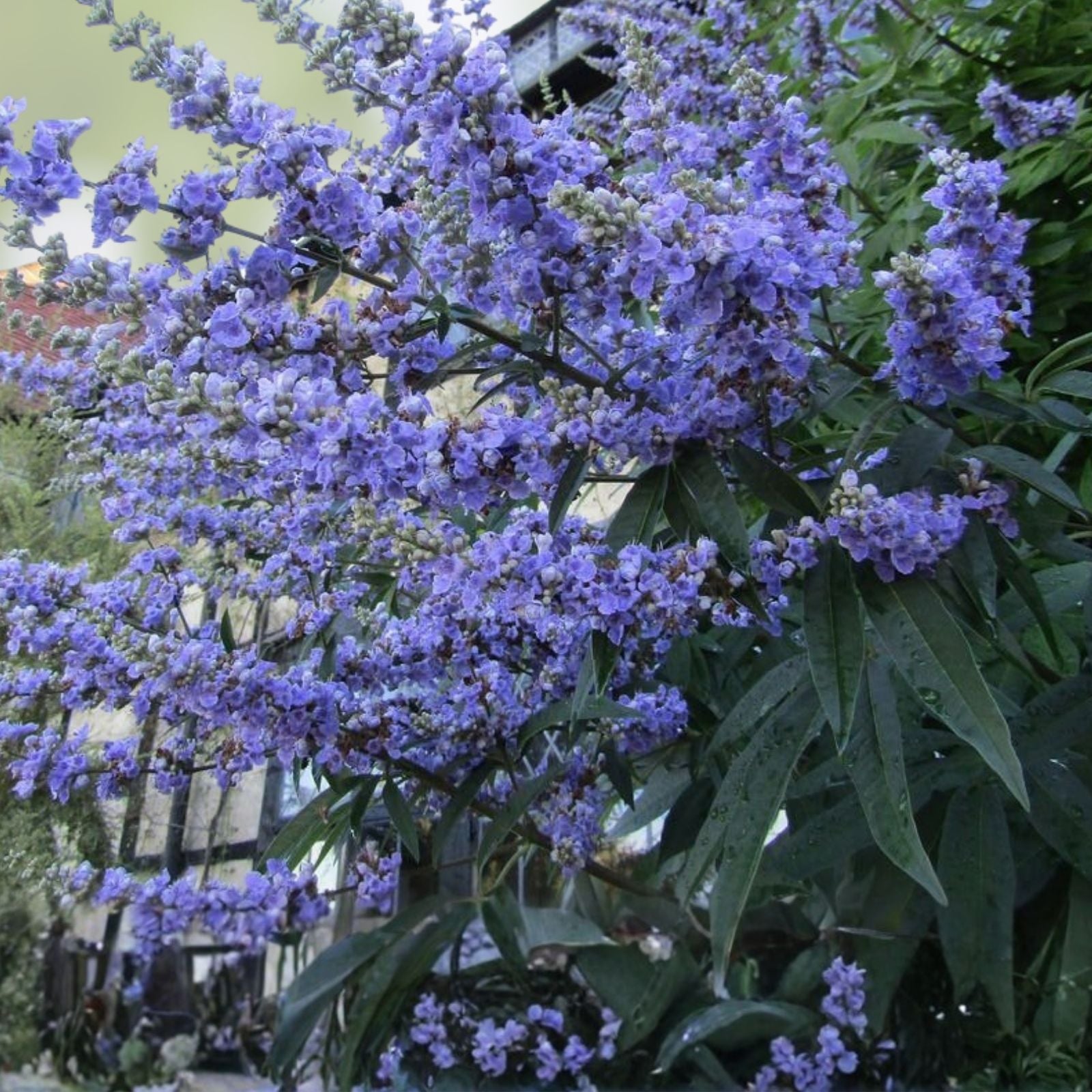50 Chaste Vitex Tree Seeds - Hardy Monks Pepper, Drought Tolerant, Aromatic, Medicinal Plant, Vitex agnus-castus