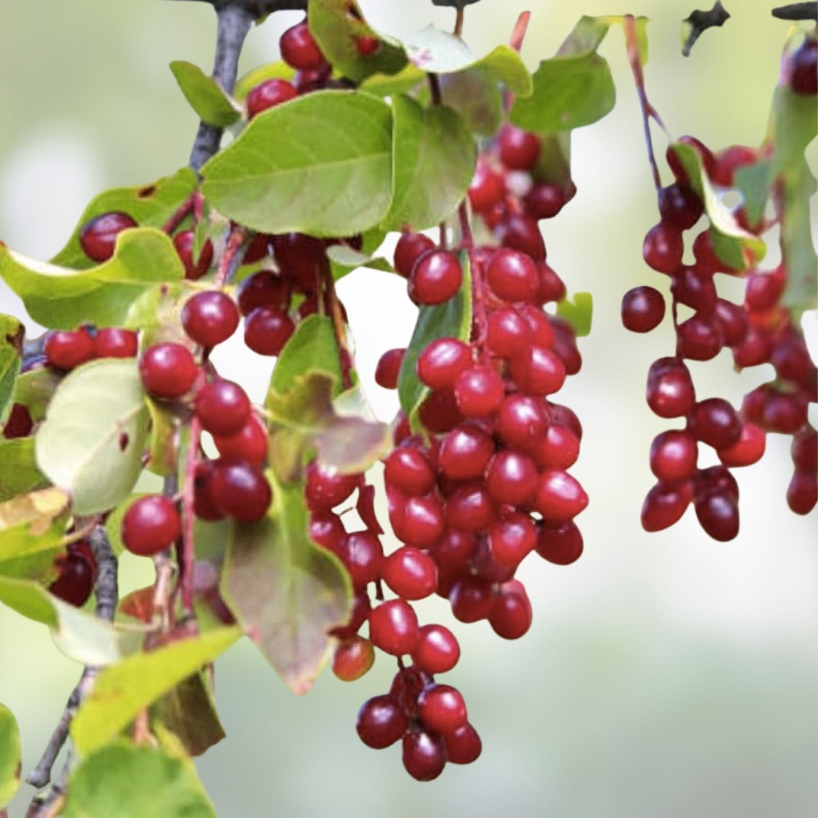 Chokecherry Seeds for Planting – 30 Edible Prunus virginiana Seeds for Jam and Syrup Production