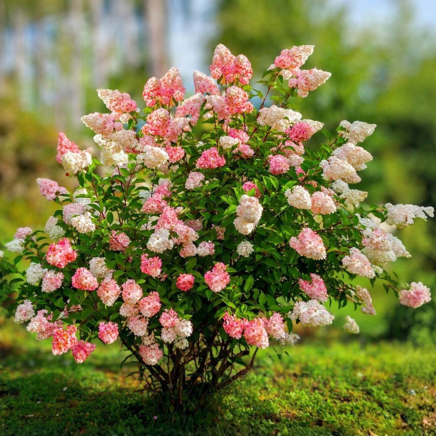 Hydrangea Cuttings - 5 Live Rooted Plants - Vanilla Strawberry Variety - Hydrangea paniculata - Easy Care with Gradient Blooms