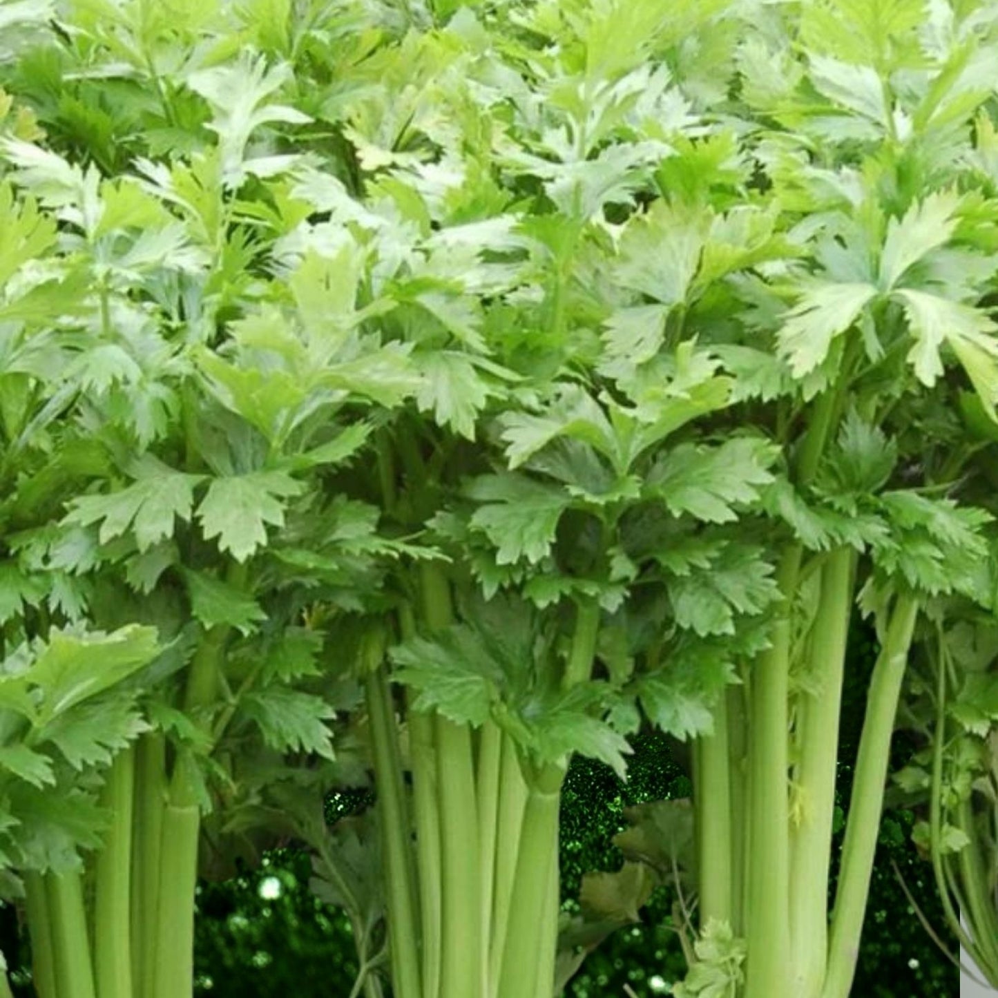 Tall Utah Celery Seeds 100 Count Heirloom Vegetable Garden Seeds for Planting Apium graveolens
