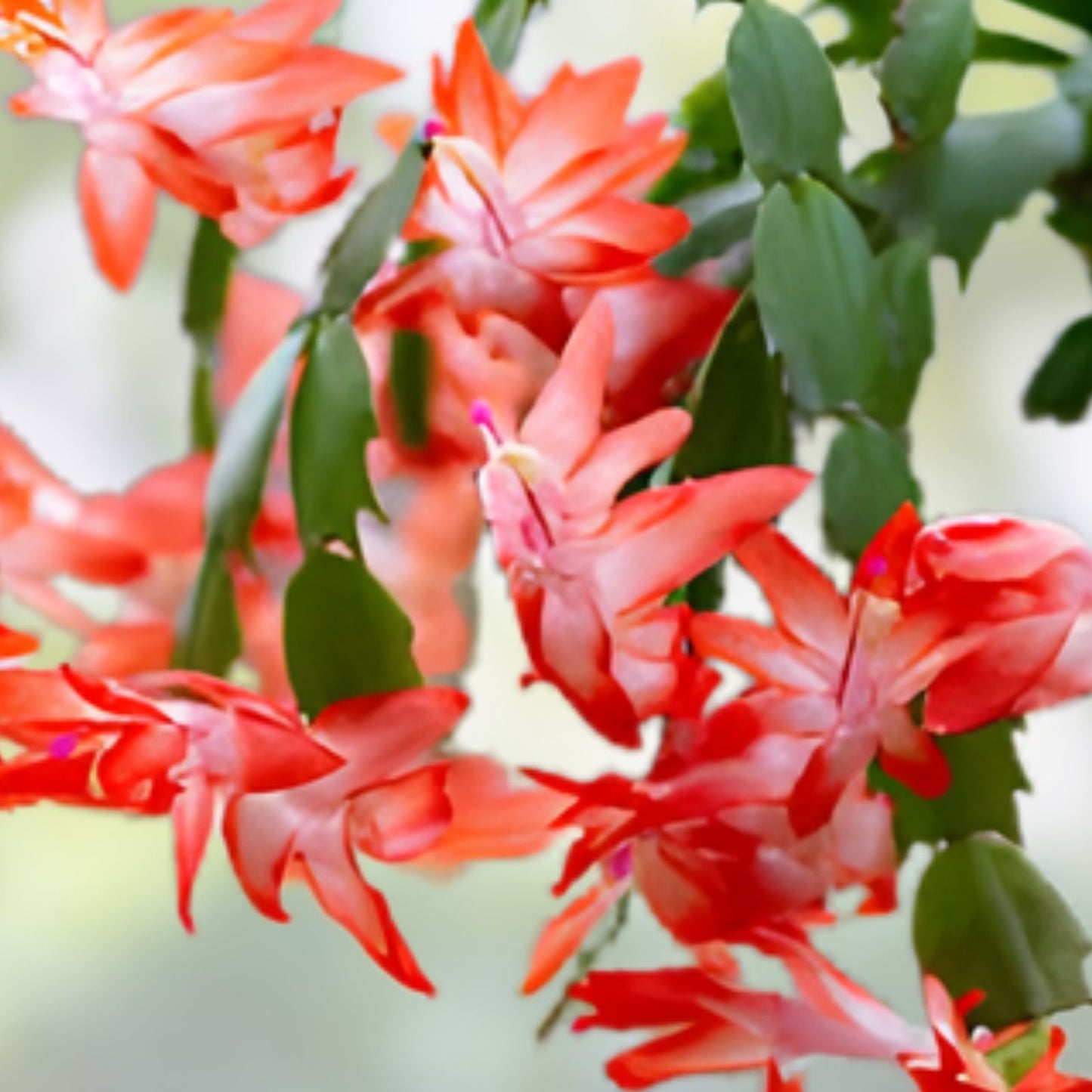 Thanksgiving Christmas Cactus Cutting - Rooted Houseplant - Schlumbergera - Holiday Blooming Succulent Plant