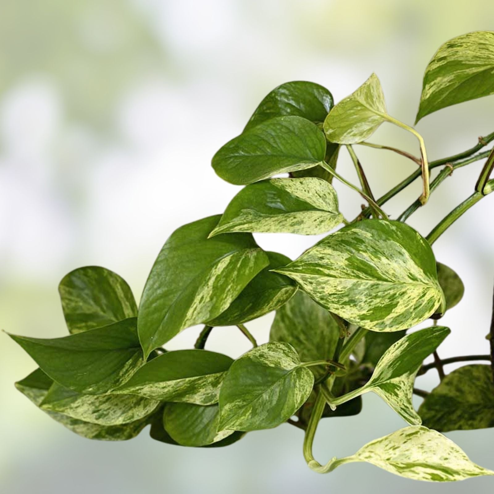 Rooted Green Pothos Cuttings - Trailing Vine for Home Decor - Epipremnum aureum - Indoor Plant Propagation