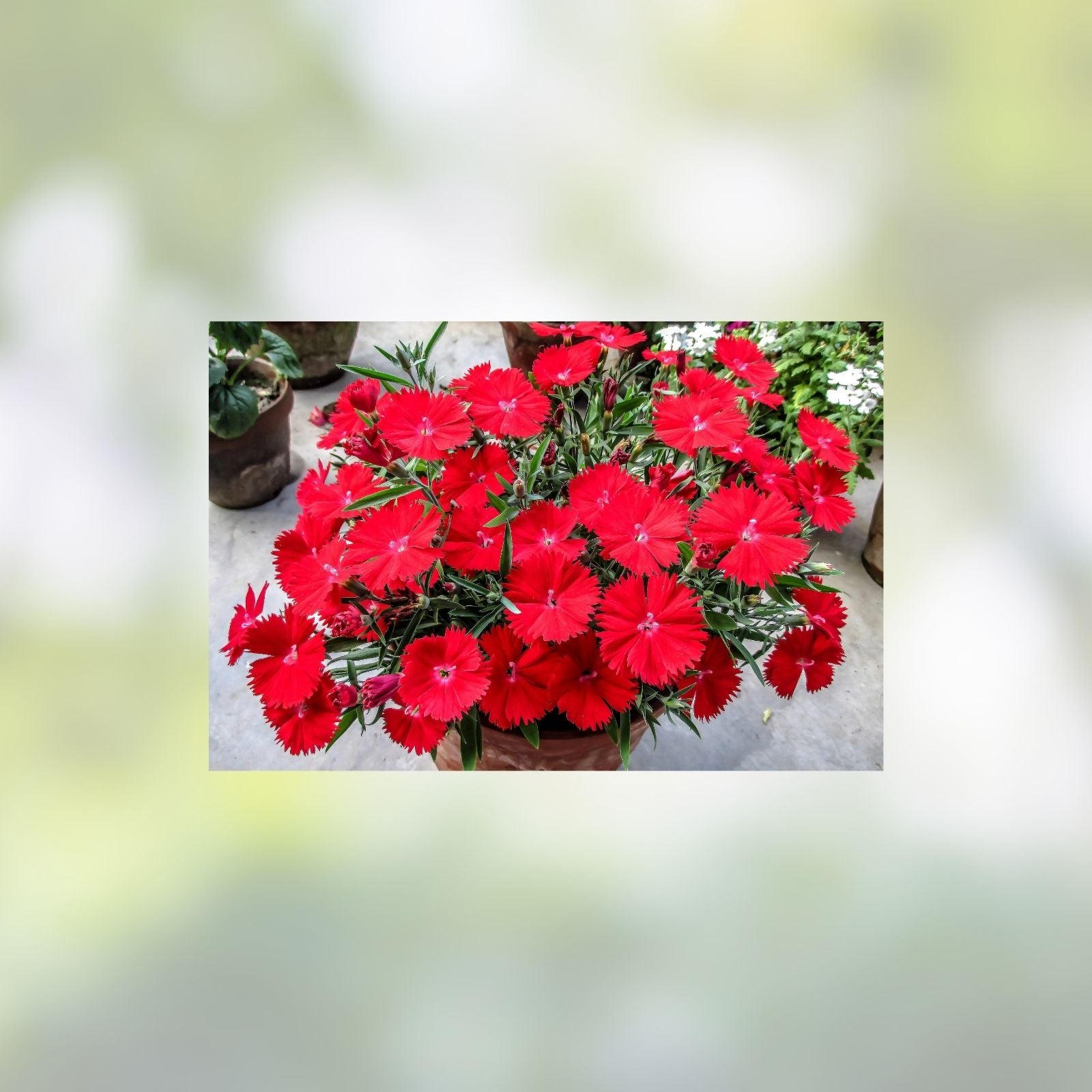 Texas Star Hibiscus Seeds 50 Count Red Flowering Hibiscus coccineus for Planting, Ornamental Garden Flower Seeds