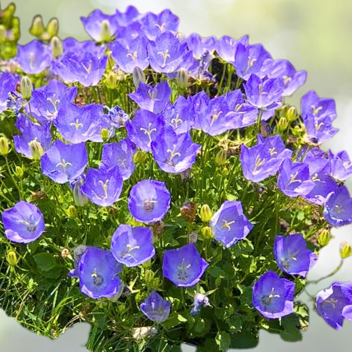 Campanula Bellflower Blue 2" Pot - Perennial Plant, Easy Bloom, Campanula spp.