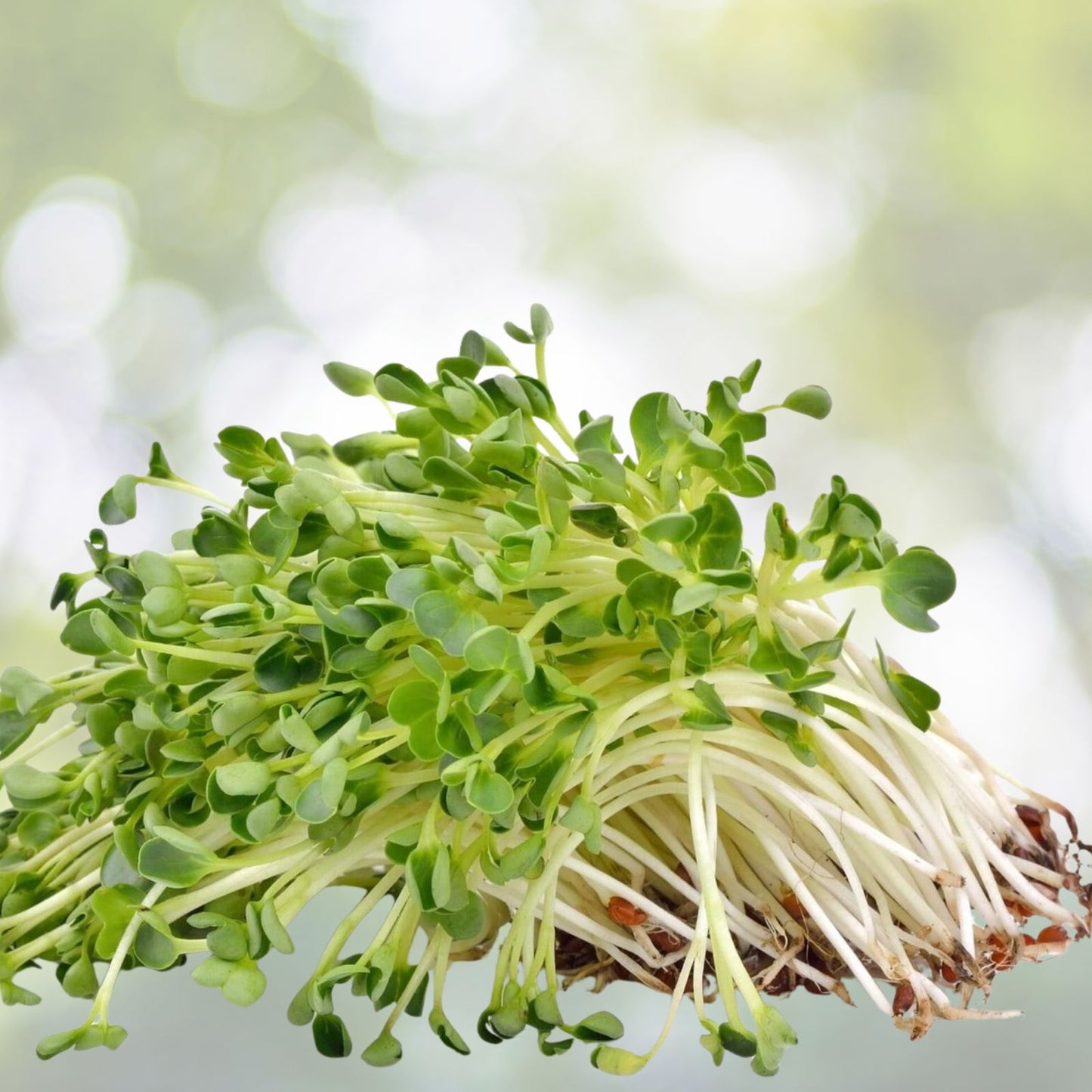 Alfalfa Sprout Seeds 500g Organic Non-GMO Medicago sativa Heirloom Sprouting Seeds for Microgreens and Gardening