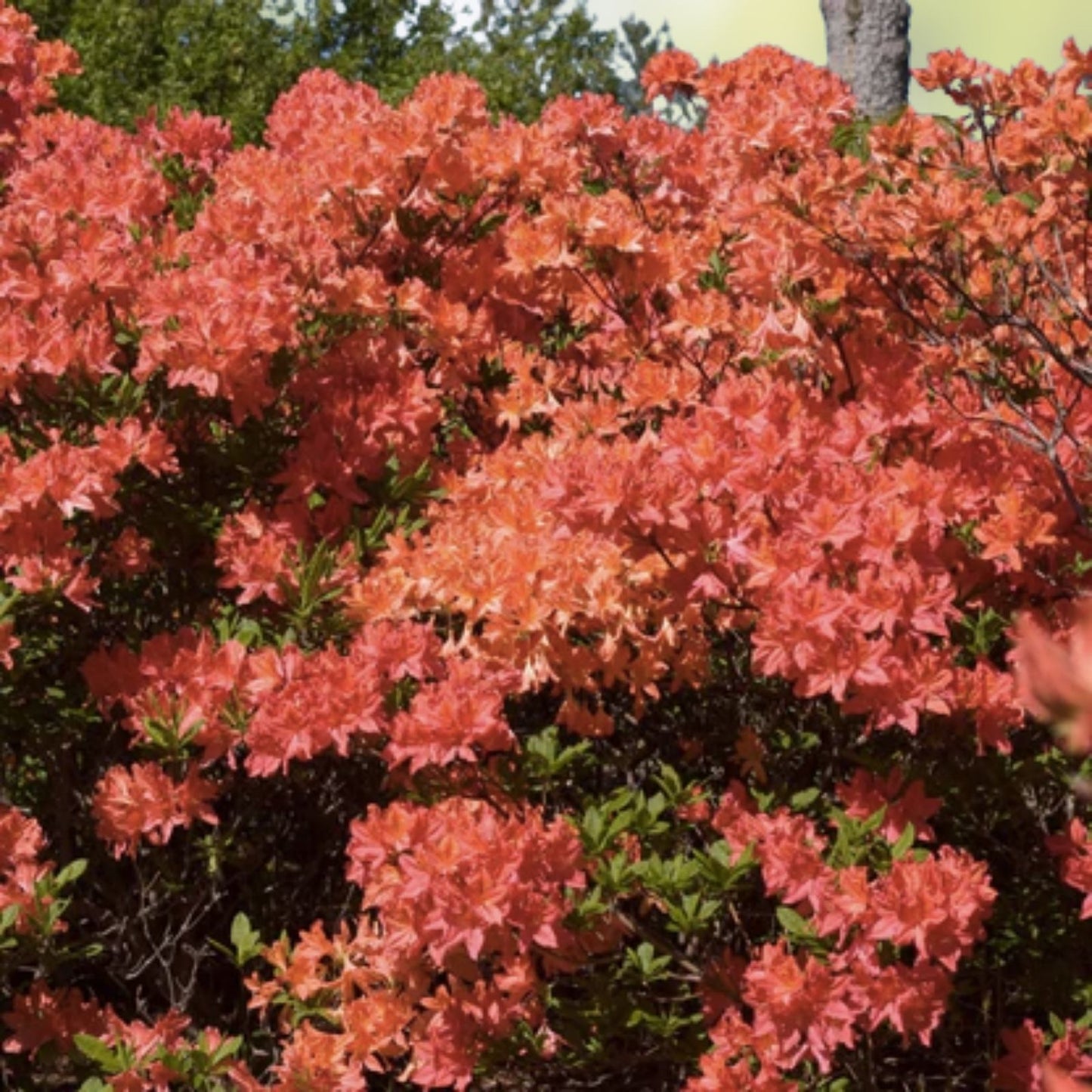 Mandarin Azalea Starter Plant - Small Rhododendron Hybrid for Gardens and Landscapes