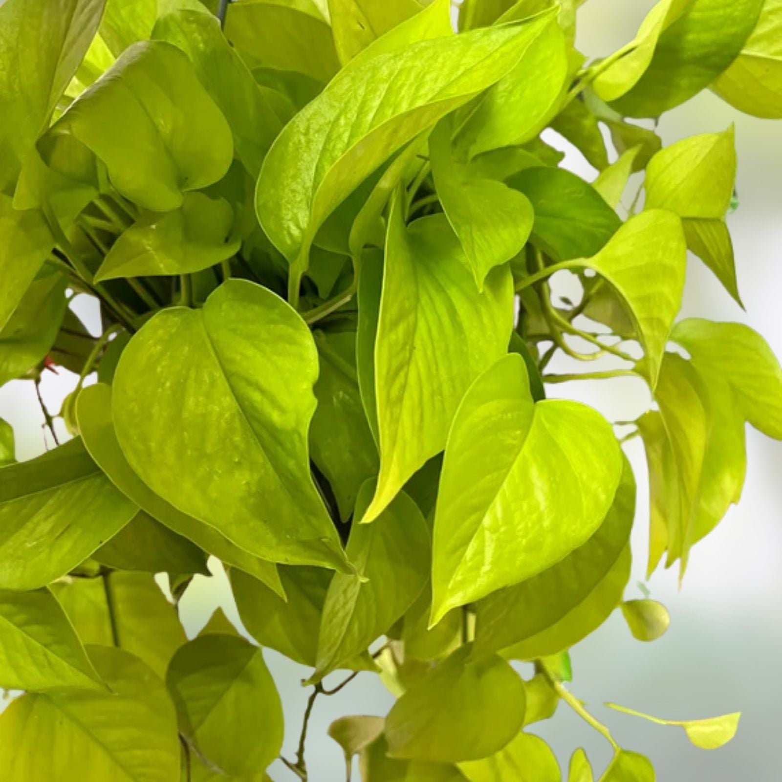 Neon Pothos Cuttings - 4 Fresh Lemon Lime Clippings - Philodendron 'Neon' - Houseplant, Indoor Plant, Easy Care