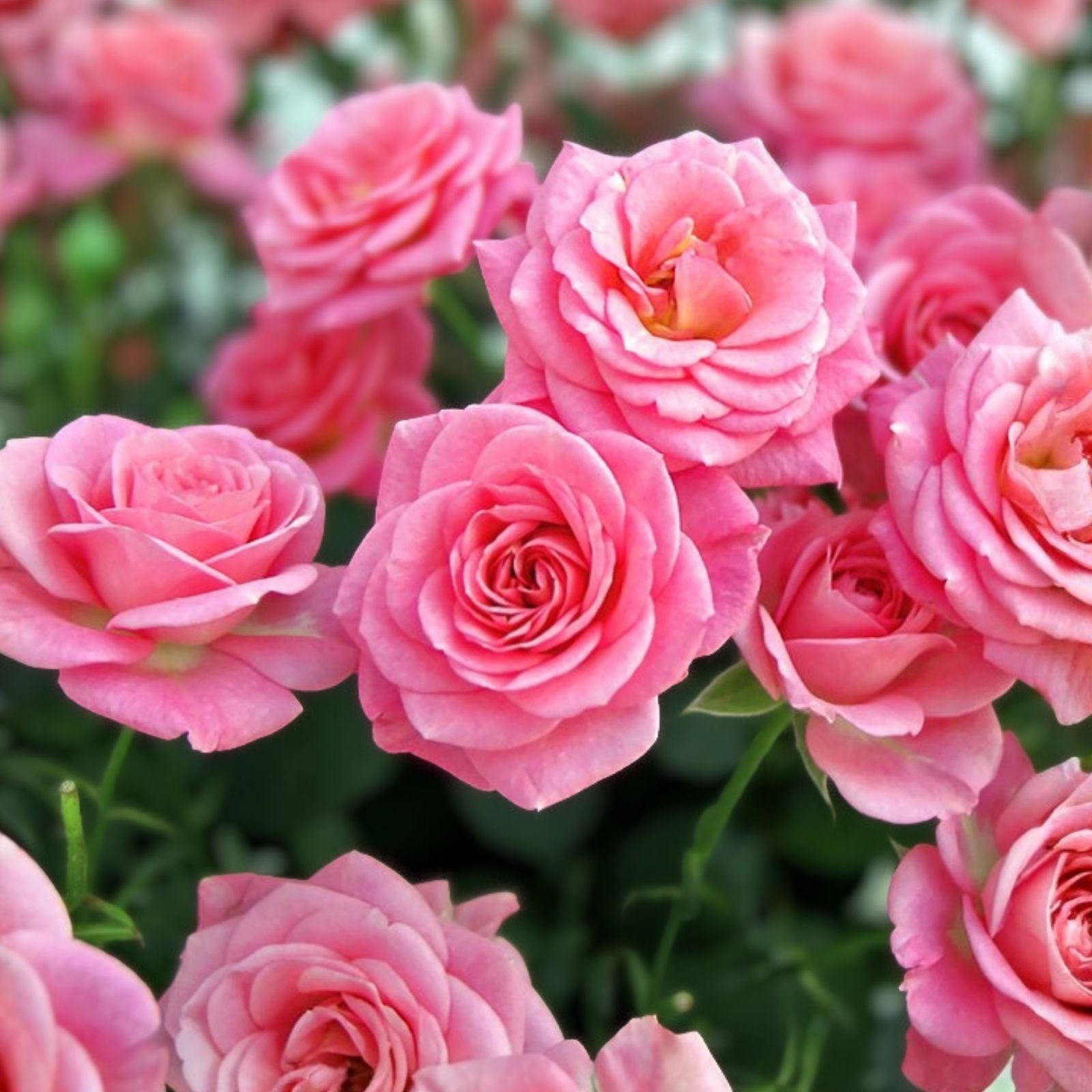 Pink Queen Elizabeth Rose Bush Live Plant – Rosa 'Queen Elizabeth' Grandiflora, Garden Flower, Pink Bloom, AARS Winner