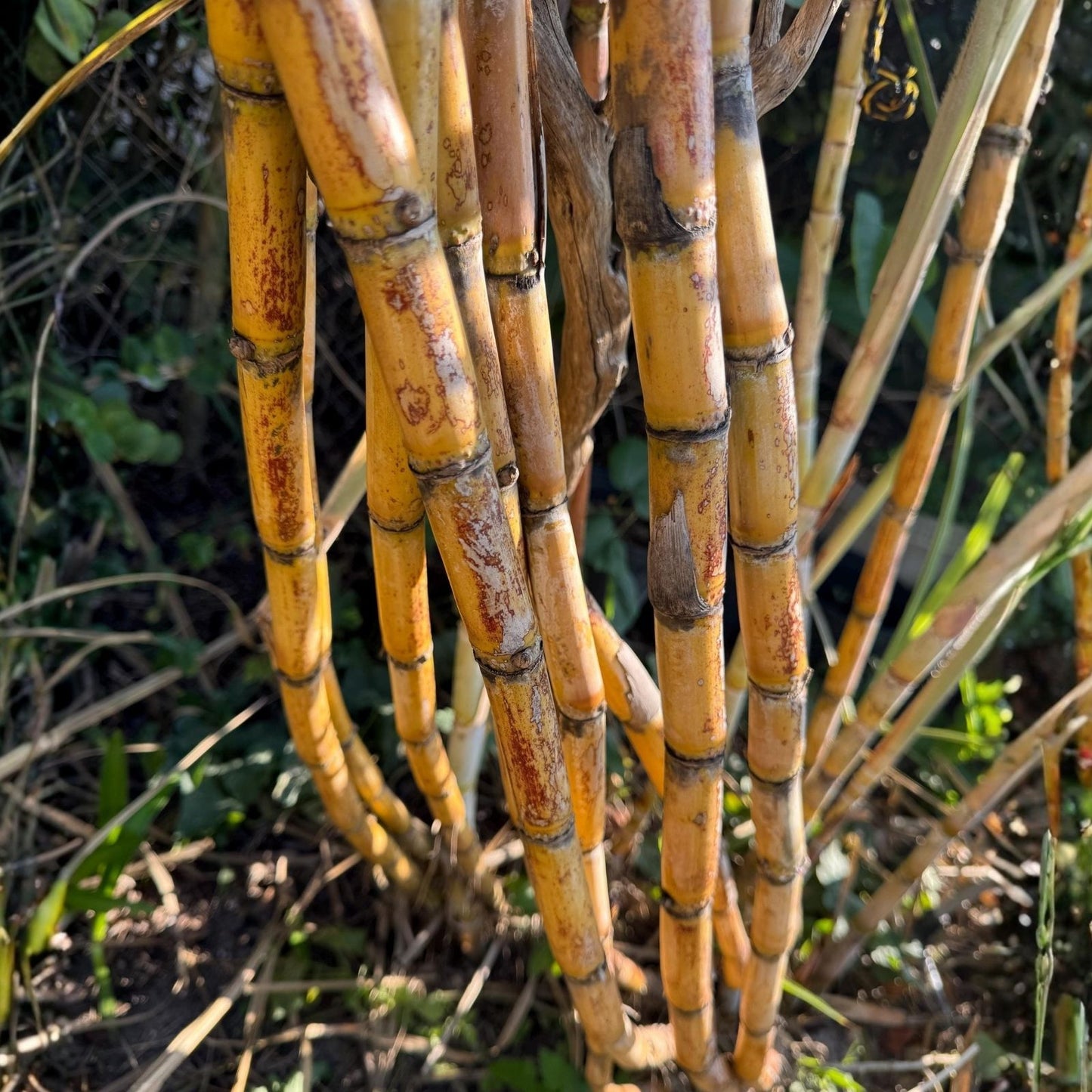 Fresh Organic Sugar Cane Cuttings - San Diego Yellow Saccharum officinarum Non-GMO Healthy Planting Stock