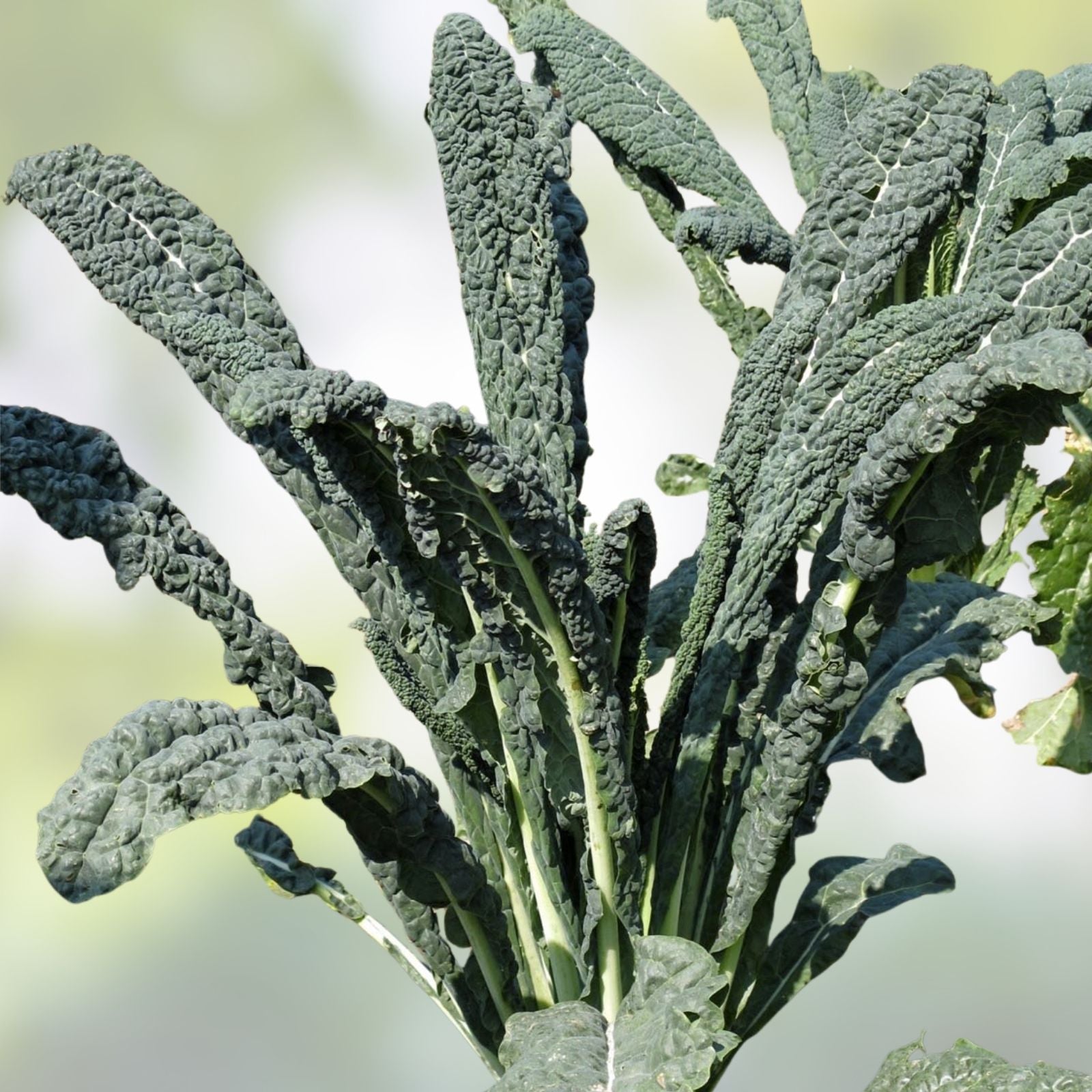 Black Magic Kale Seeds 200 Pack - Dark Green Heirloom Brassica oleracea var. sabellica for Gardening and Cooking