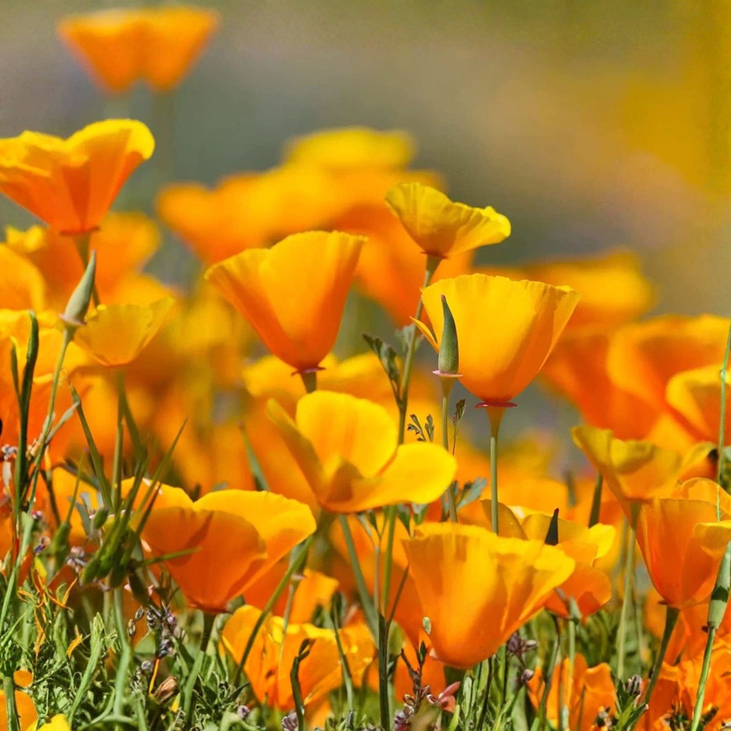 California Poppy Flower Seeds 5,000 Count – Eschscholtzia californica – Bright Orange Blooms, Easy to Grow, Wildflower Seeds