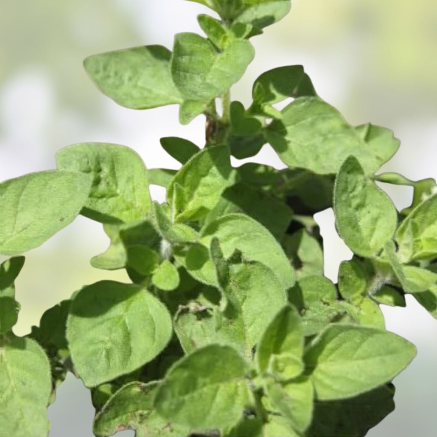 Greek Oregano Herb Seeds 500 Pack - Italian Spice, Origanum vulgare subsp. hirtum, Culinary Herb, Organic Gardening