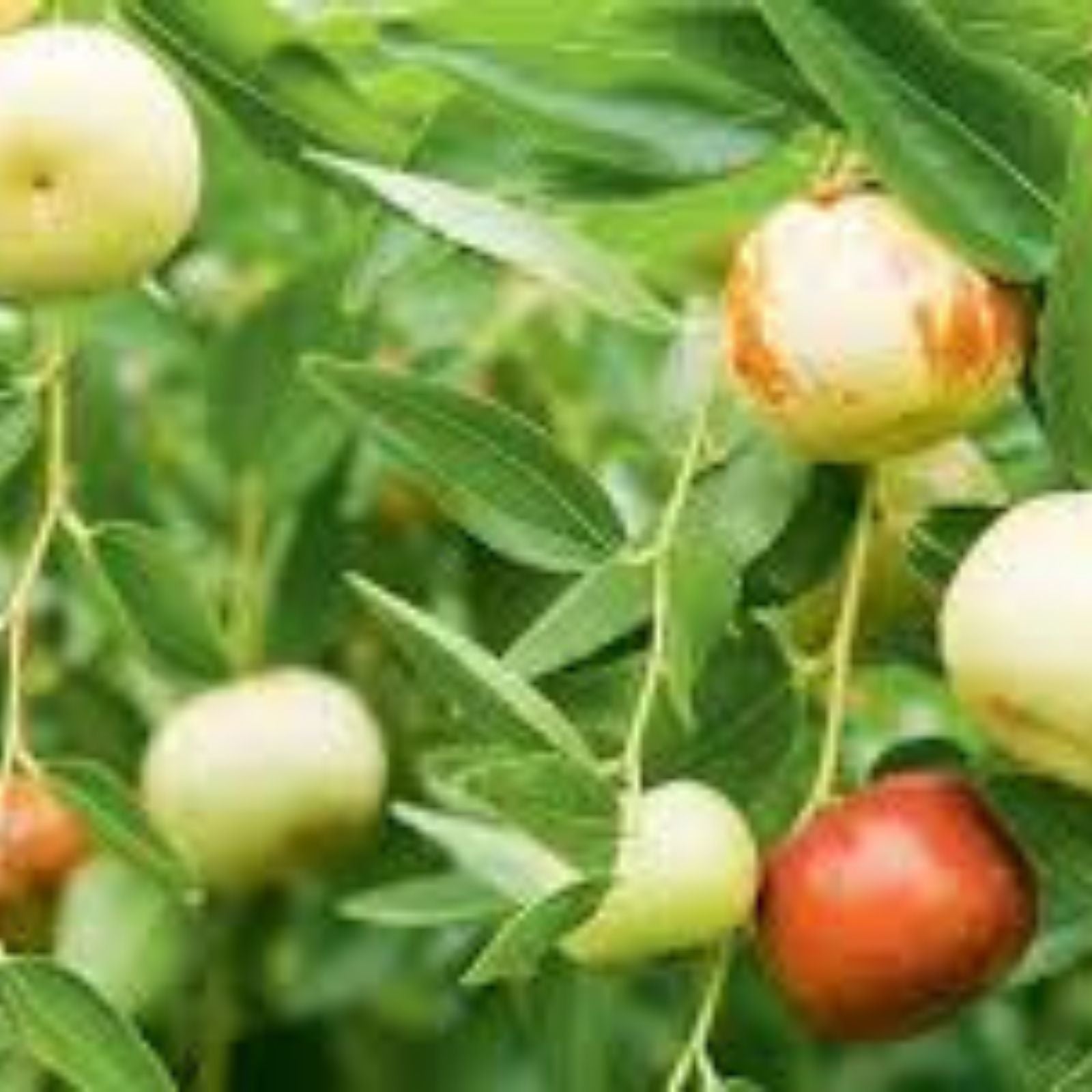 Sour Jujube Thin Cutting Rootstock Tree Plant 4" Scion-Graft Ziziphus jujuba for Fruit Production and Grafting