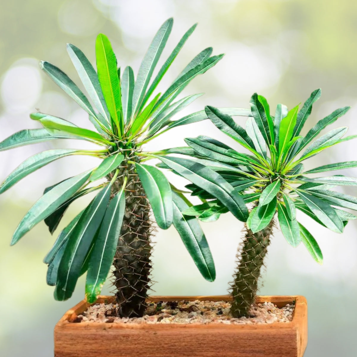 Madagascar Palm Plant 6in Spiny Succulent Pachypodium Lamerei Low Maintenance Indoor Outdoor Decor