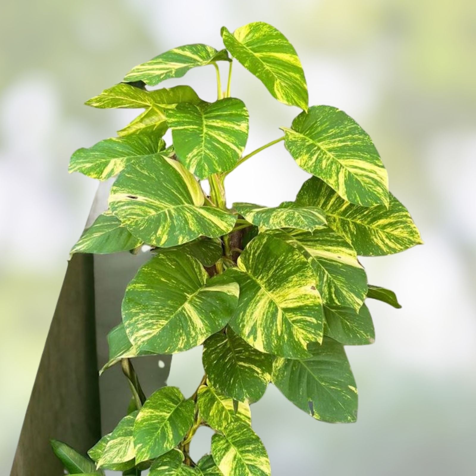 Giant Golden Hawaiian Pothos Plant - Live Indoor Houseplant - Epipremnum aureum - Bright Variegated Foliage