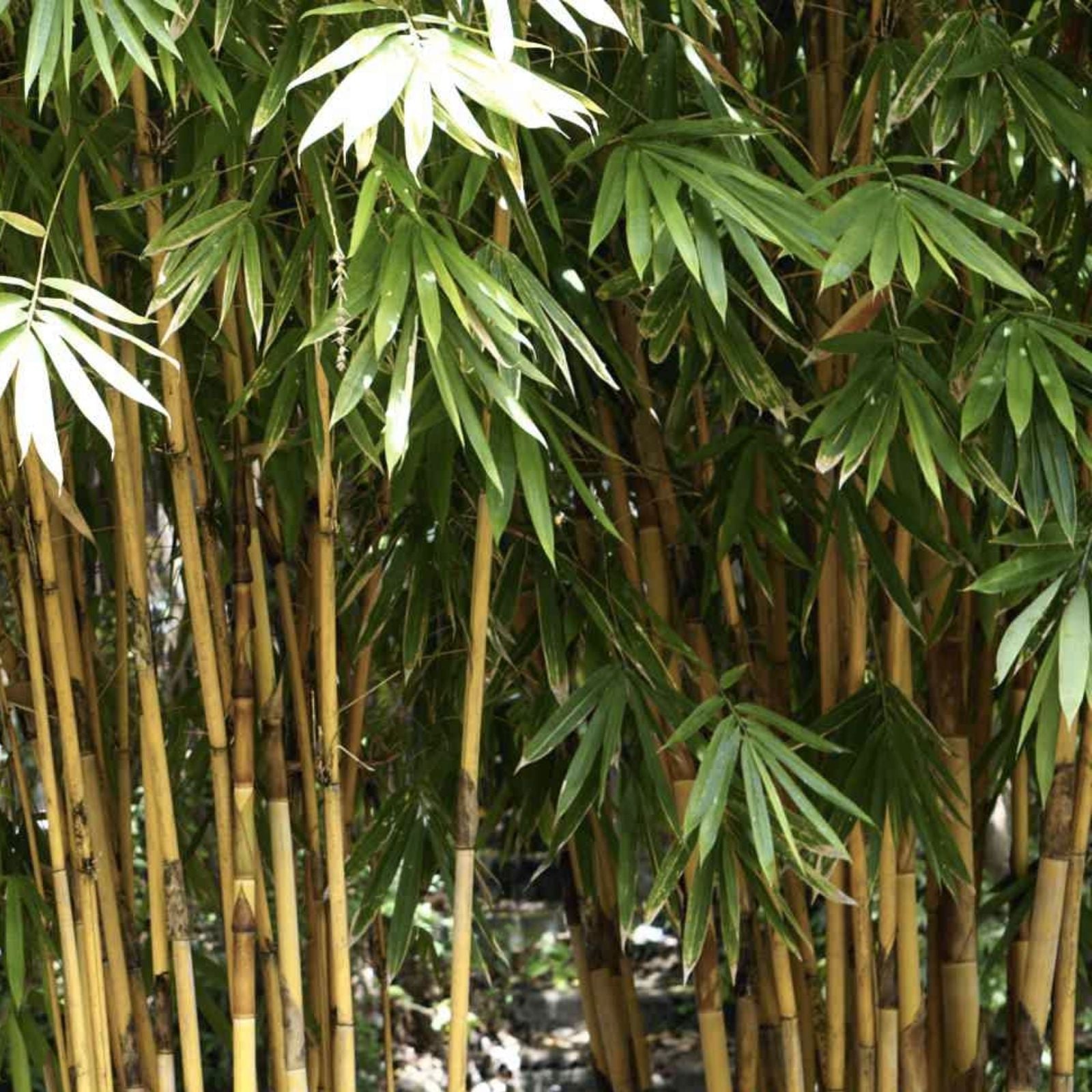 Golden Bamboo Seeds - 50+ Count, Yellow Crookstem Bamboo, Cold Hardy, Perfect for Home Decoration (Bambusa vulgaris)
