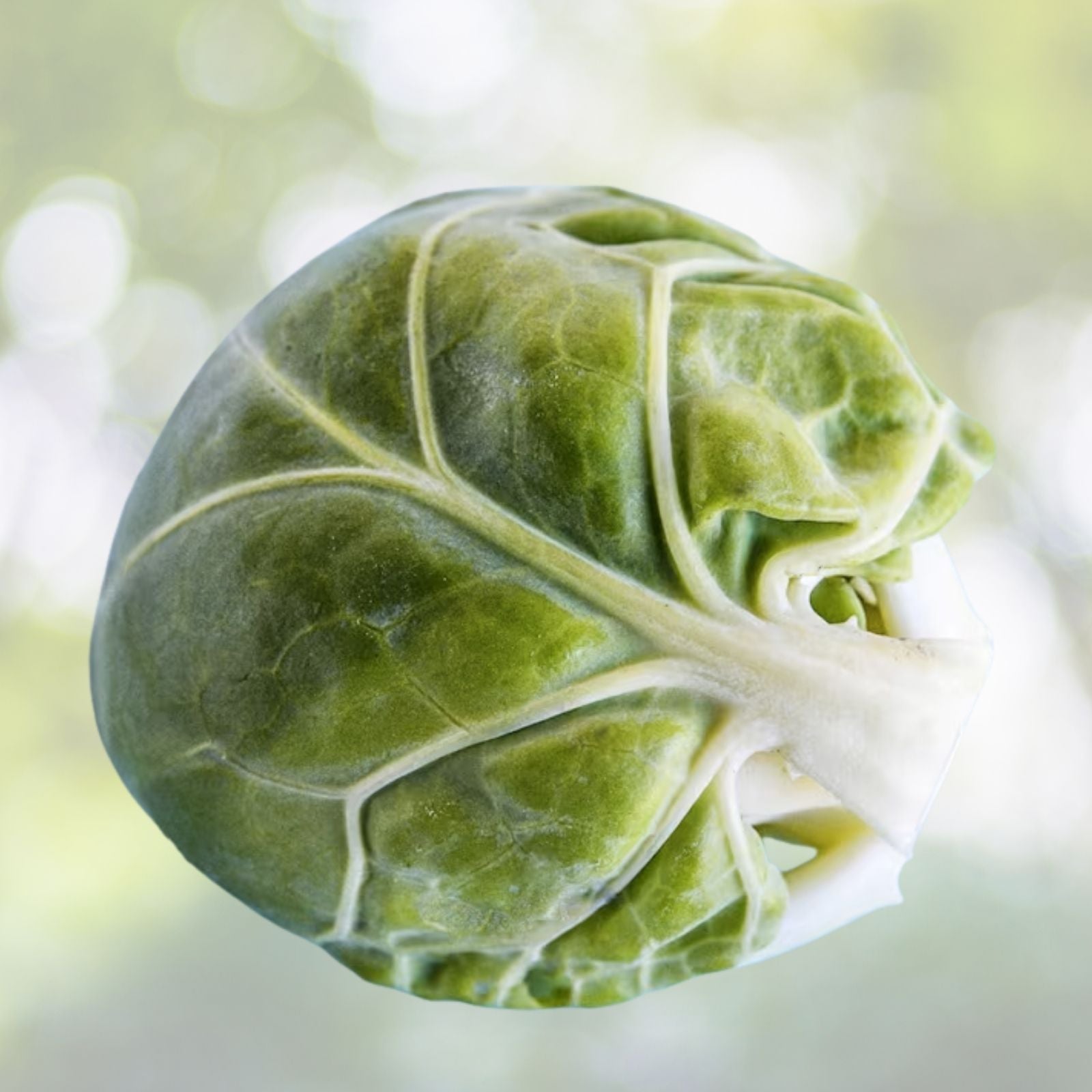 Long Island Improved Brussels Sprout Seeds - Heirloom Variety Brassica oleracea - 250+ Seeds for Home Gardening