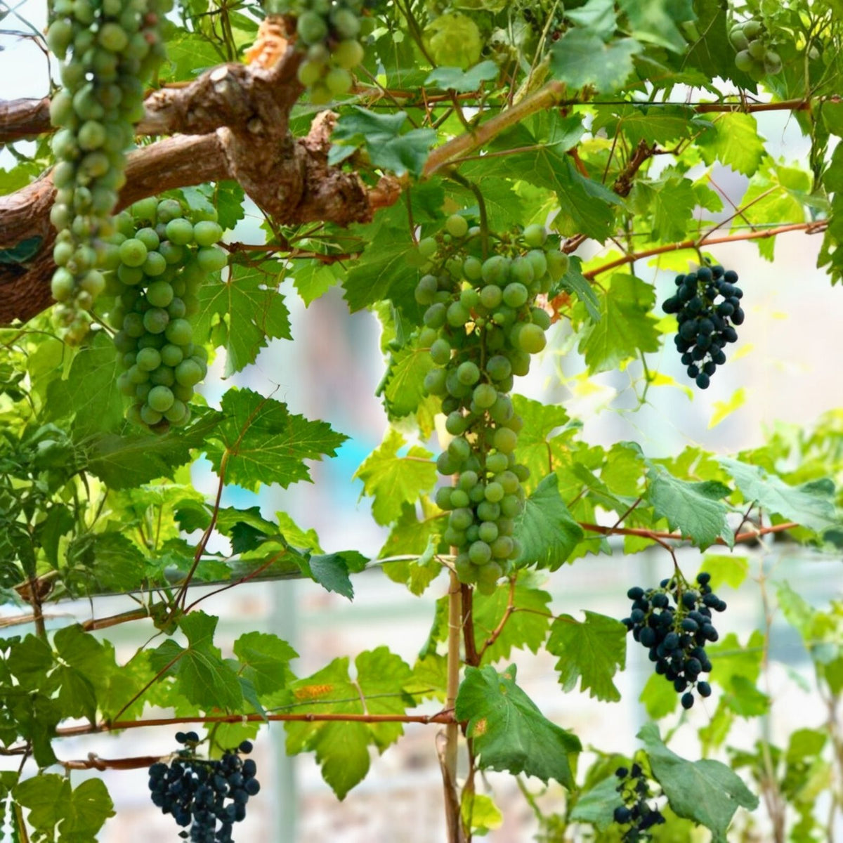 Grape Vine Seeds 10 Pack Red Sweet Fruit Vitis vinifera Ready to Germinate 2024