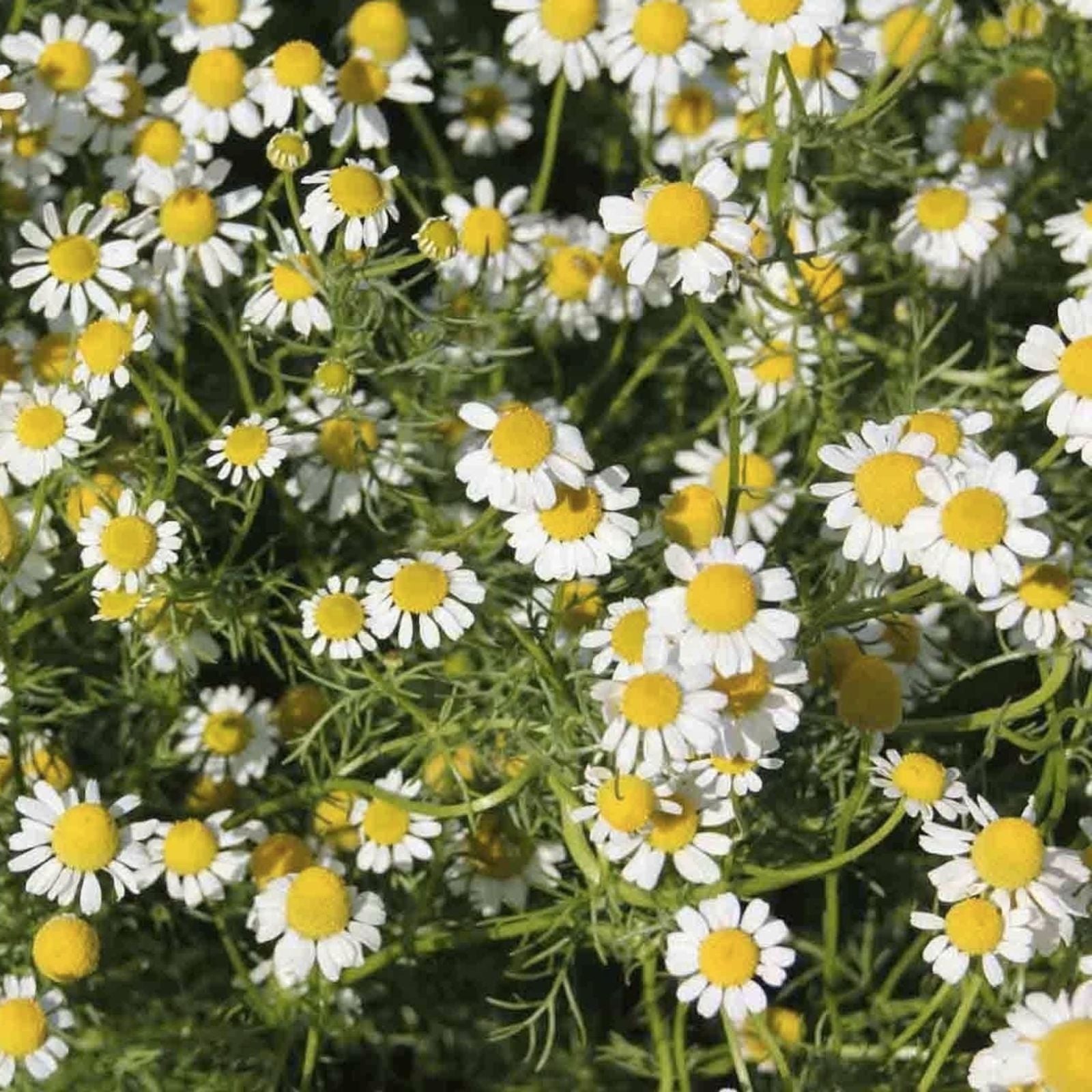 Roman Chamomile Seeds 500 Pack - Organic Herb Garden Anthemis nobilis for Planting
