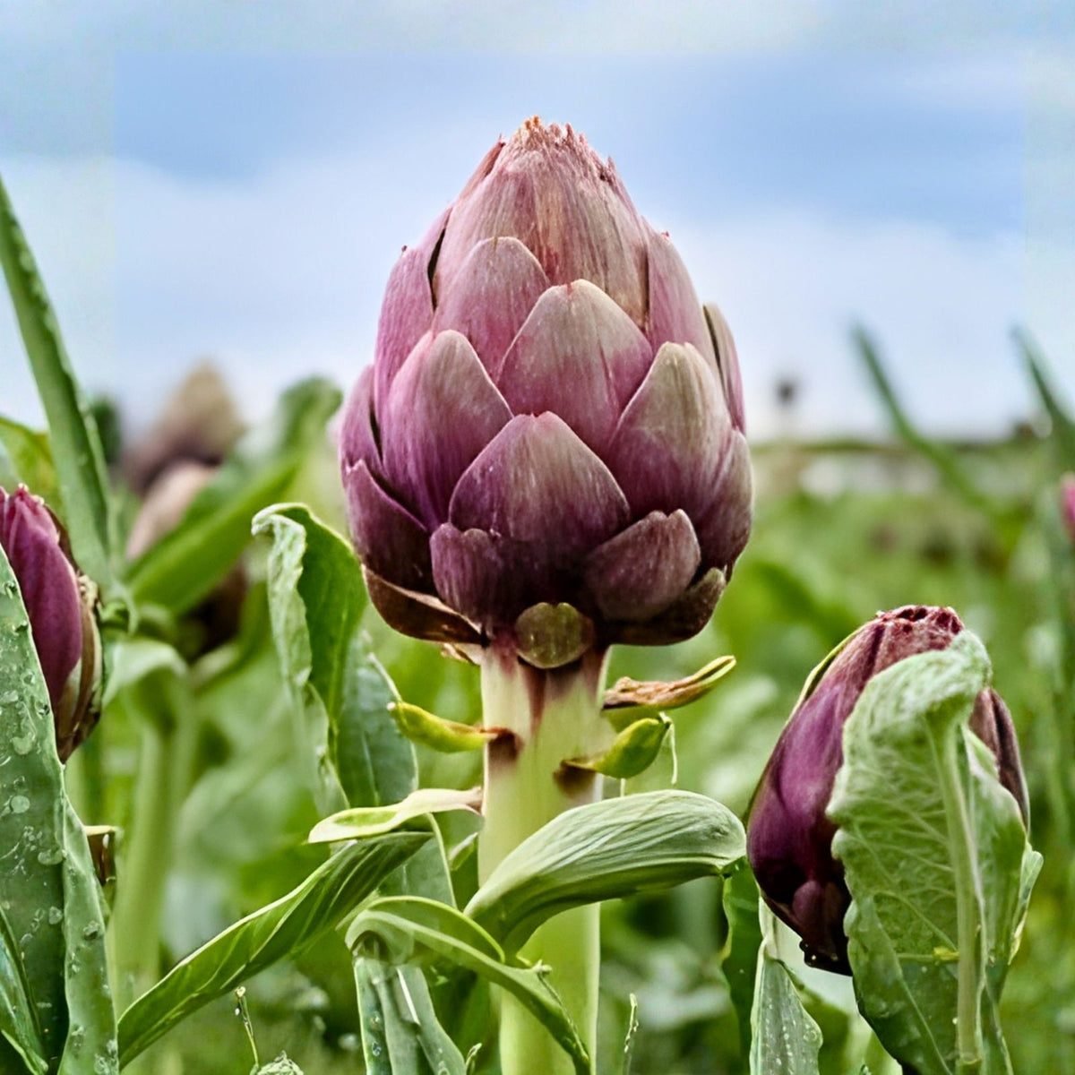 Purple Italian Artichoke Seeds 50+ Non-GMO Vegetable Garden Cynara scolymus USA Seller