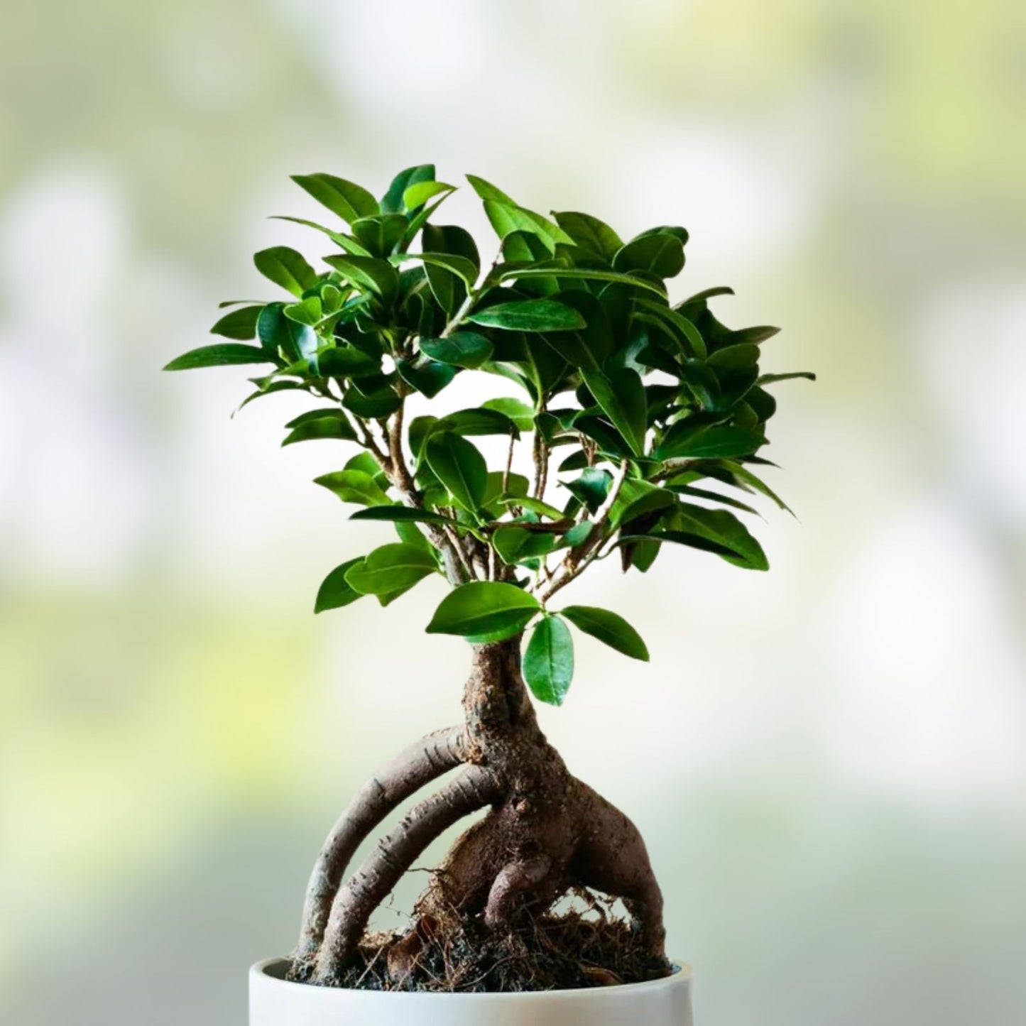 Bonsai Tree Cutting - Easy to Grow Indoor/Outdoor - Ficus retusa - Live Plant for Gardening and Decor