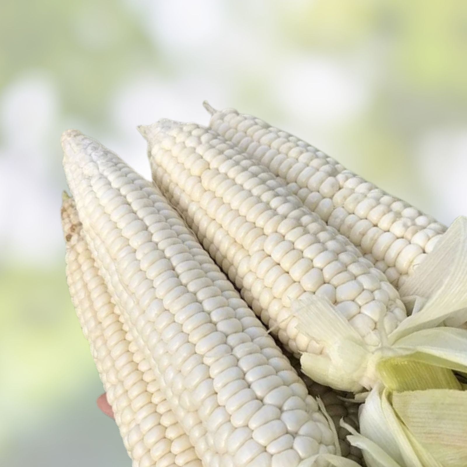 White Corn Seeds for Planting – 50+ Seeds – Zea mays – High Yield Varieties – Non-GMO, Heirloom, Organic Corn Seeds