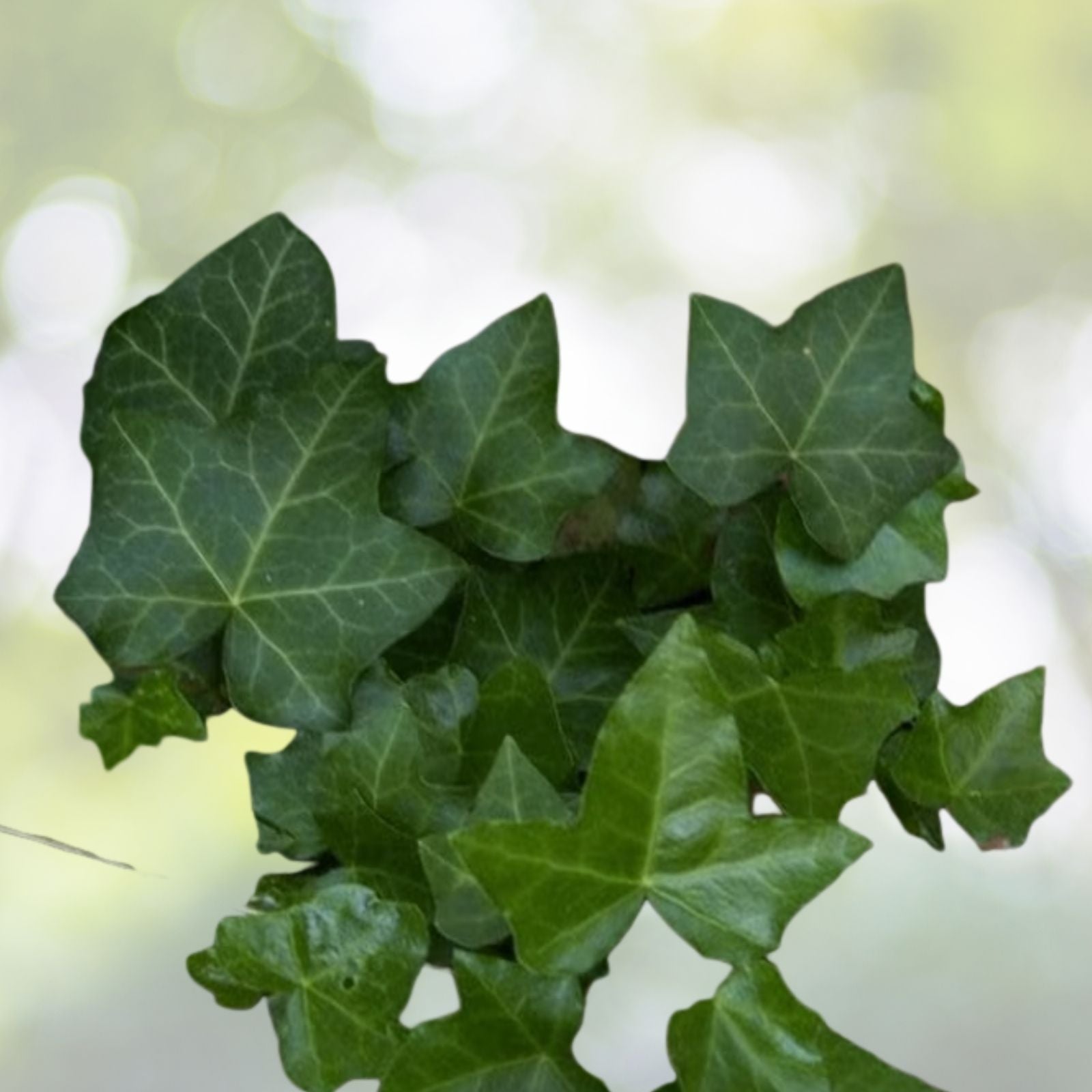Boston Ivy Seeds - 10 Pre-Stratified Seeds - Parthenocissus tricuspidata - Free Shipping!