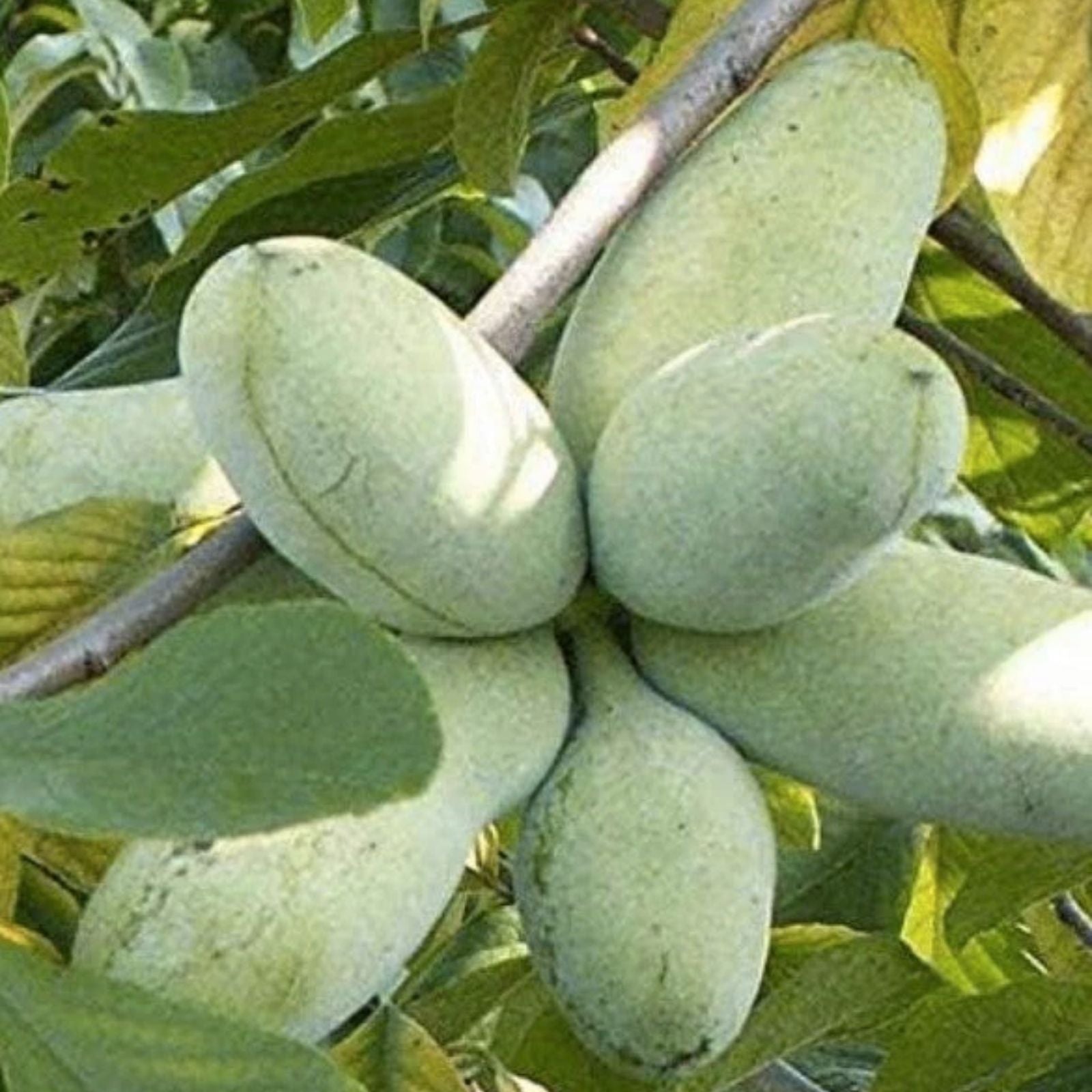 Paw Paw Tree Seeds 5 Pack - Edible Fruit Planting Kit - Asimina triloba - Bonsai Gardening Supplies
