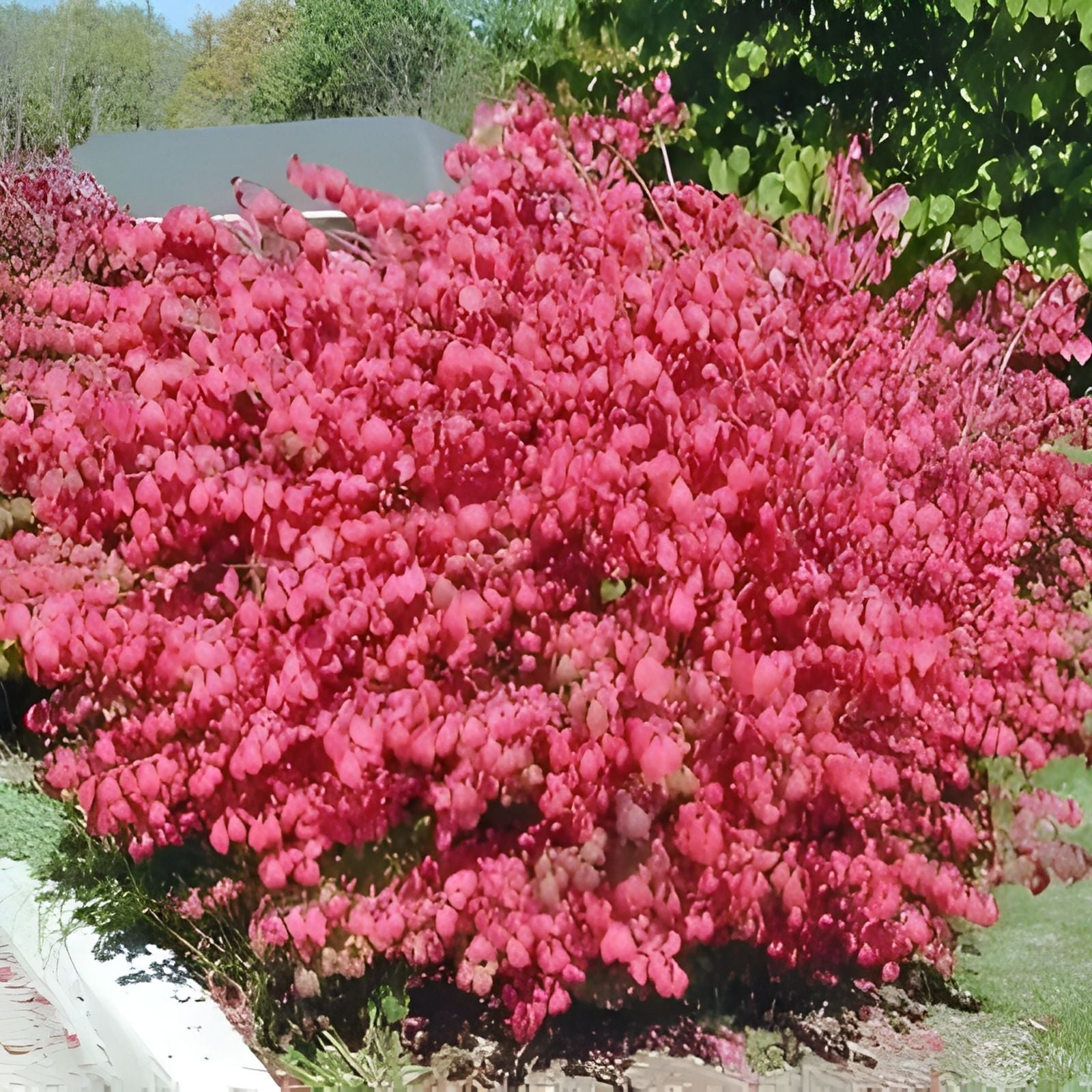 Burning Bush Cuttings Set of 12 Unrooted 6-8 Inches Euonymus alatus Ornamental Shrubs