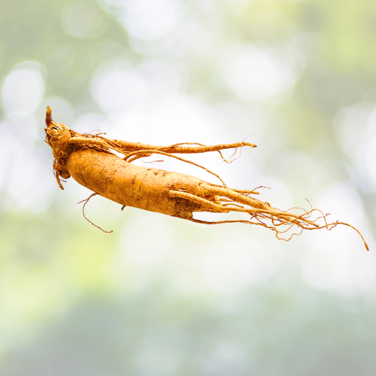 10pcs Asian Ginseng Seeds - Medicinal Perennial Herb - Panax Ginseng - Herbal Gardening