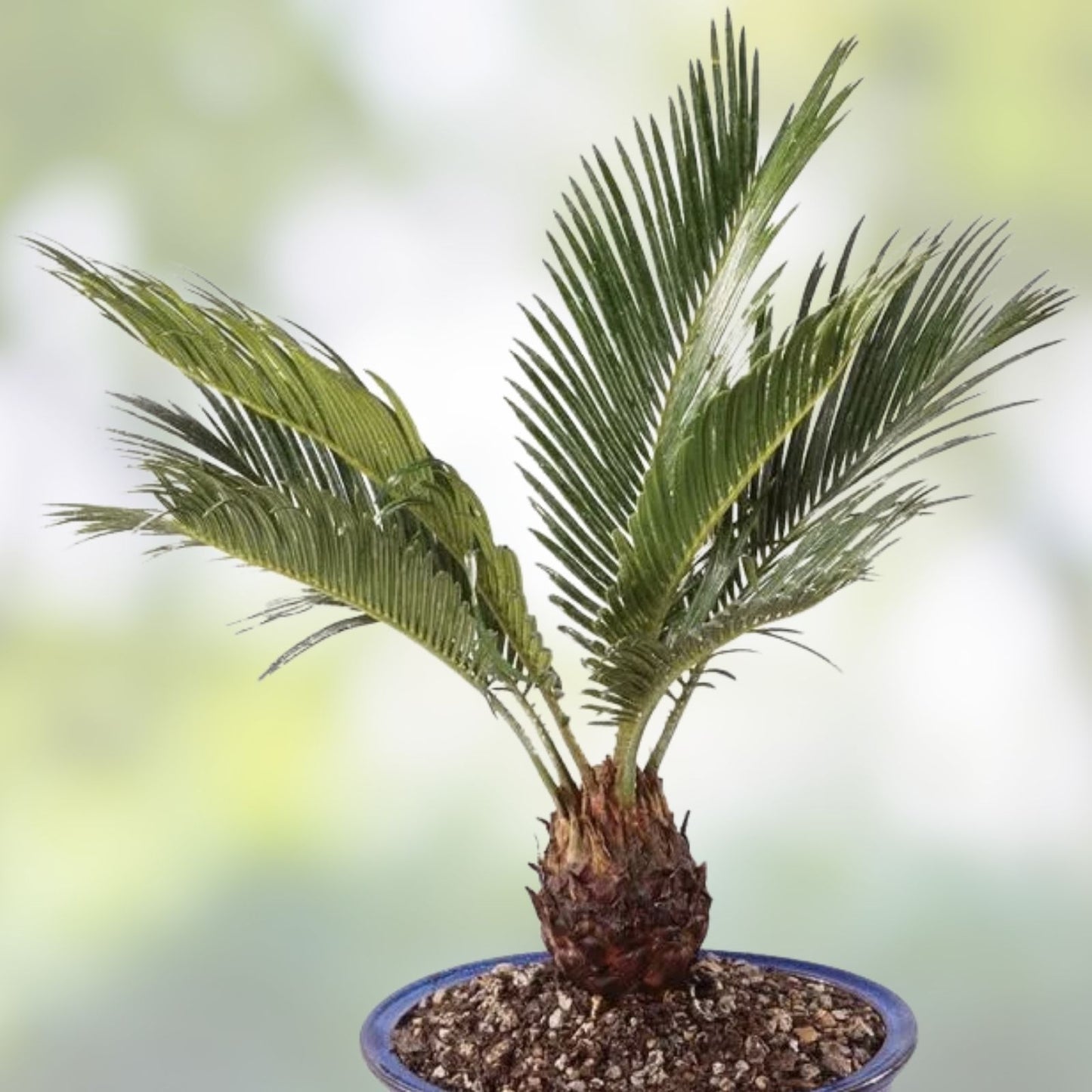 Sago Palm Bonsai Seeds - 3 Pack for Planting - Indoor Cycas revoluta Bonsai Tree Seeds