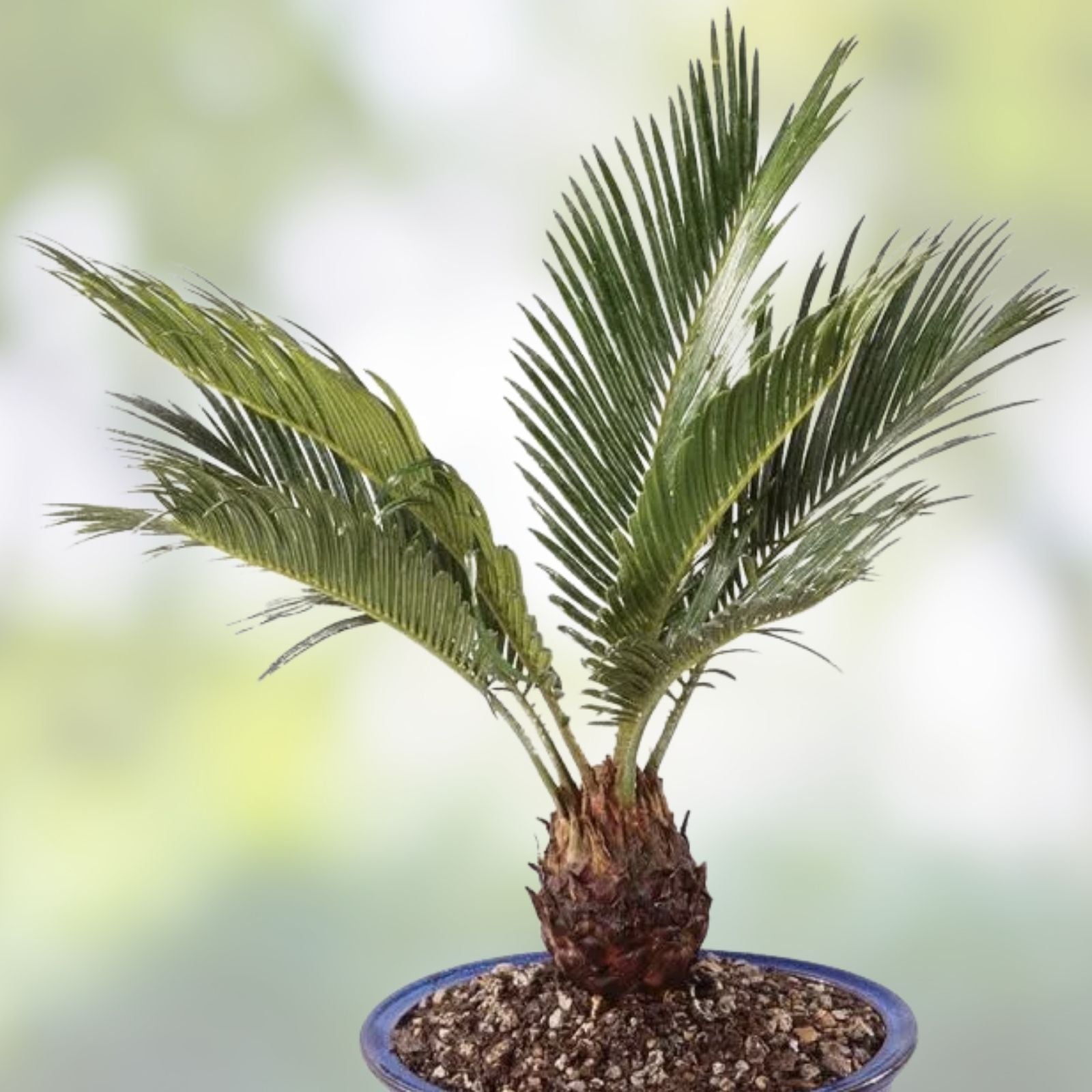 Sago Palm Bonsai Seeds - 3 Pack for Planting - Indoor Cycas revoluta Bonsai Tree Seeds