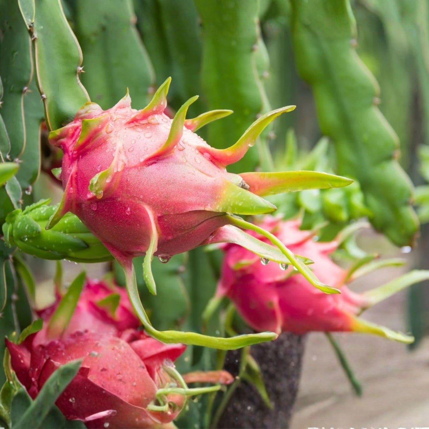 Organic Dragon Fruit Cuttings 10 Varieties 8-12 Inch Long Hylocereus spp. | Edible Fruit Plant Propagation
