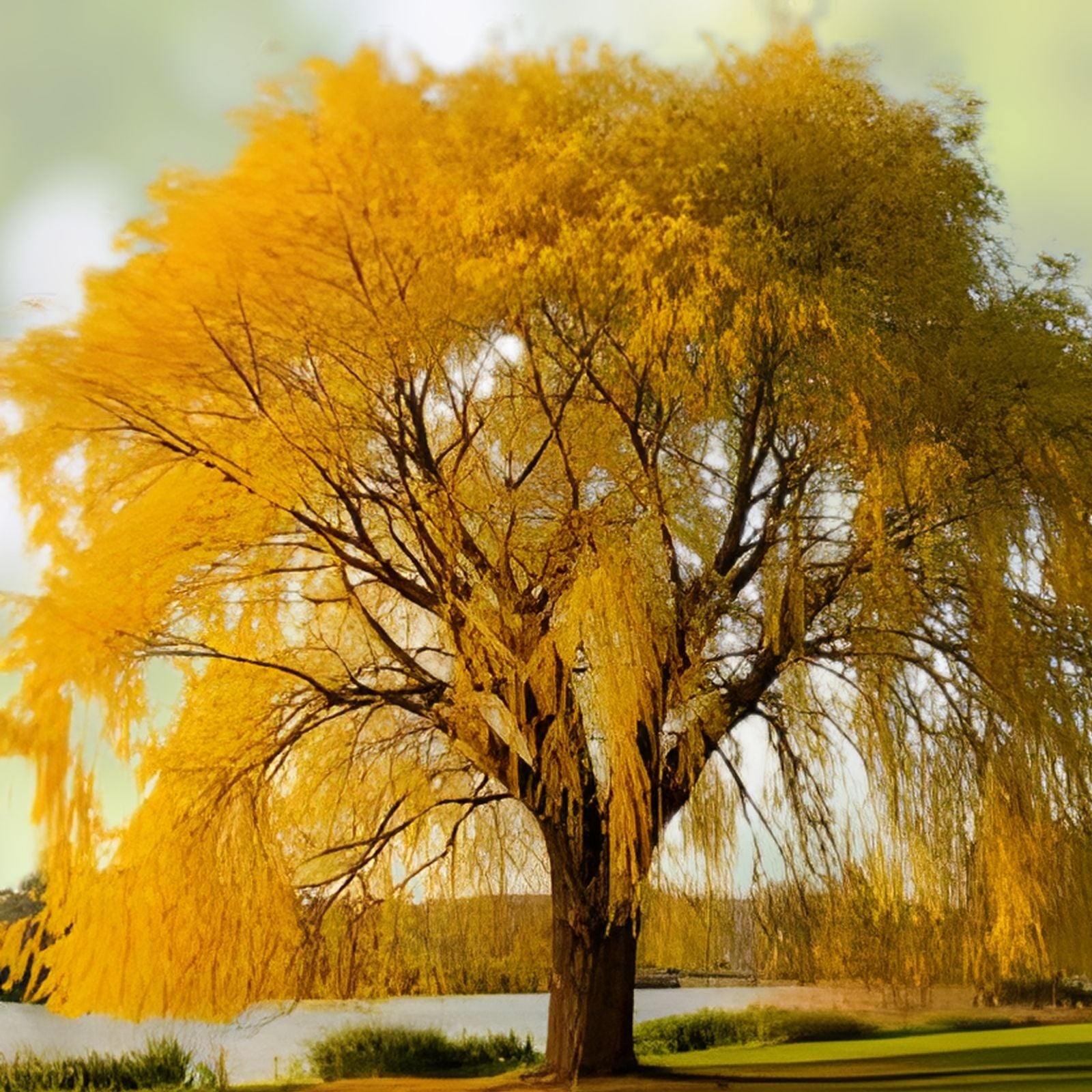 5 Foot Golden Weeping Willow Tree Cutting - Ready to Plant - Salix babylonica - Ornamental Tree for Garden Landscaping