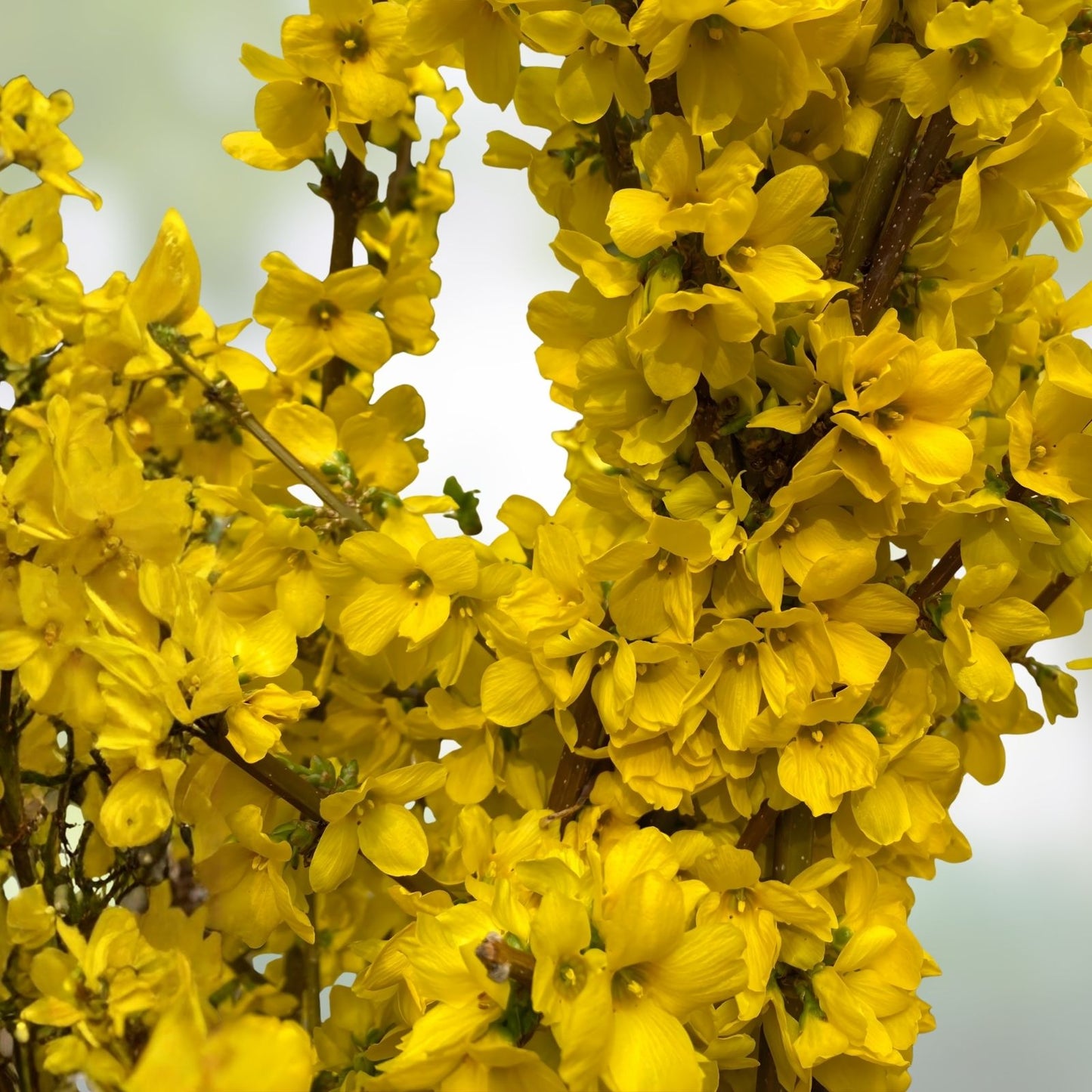 Forsythia Bush Cuttings Set of 12, Unrooted, 6-8 Inches, Yellow Flowering Shrub, Forsythia x intermedia, Garden Plants