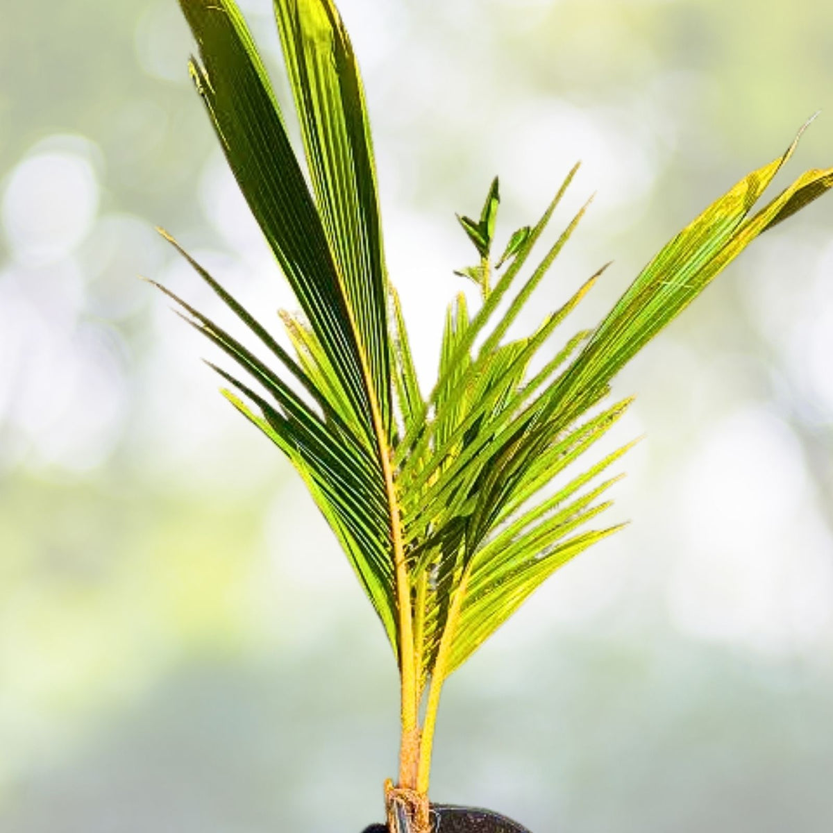 Pack of 2 Sprouted Yellow Dwarf Coconut Trees 6–8" Rare Live Plant Cocos nucifera from Costa Rica